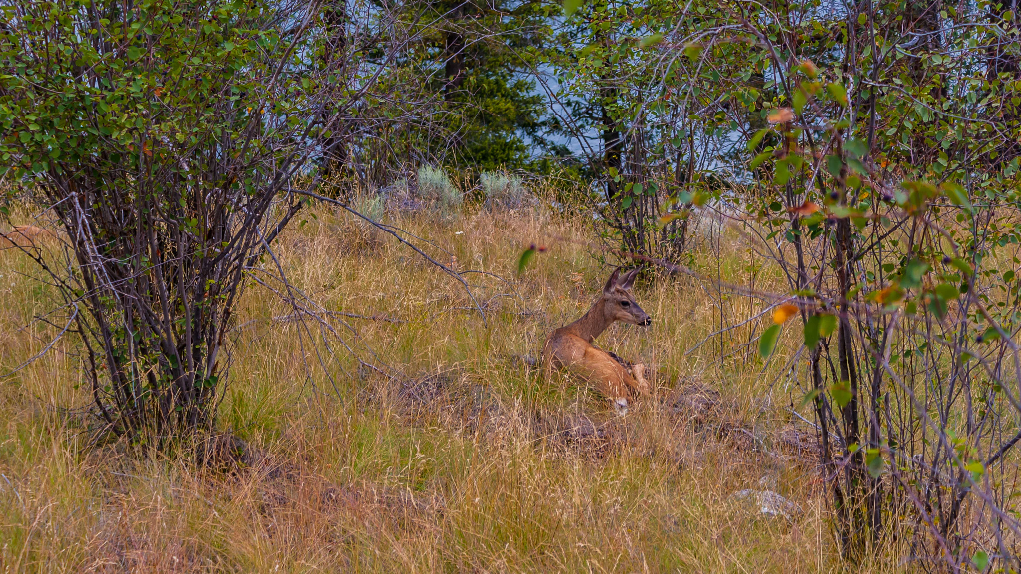 A brown deer lying down in tall, dry yellow grass surrounded by scattered shrubs and trees.