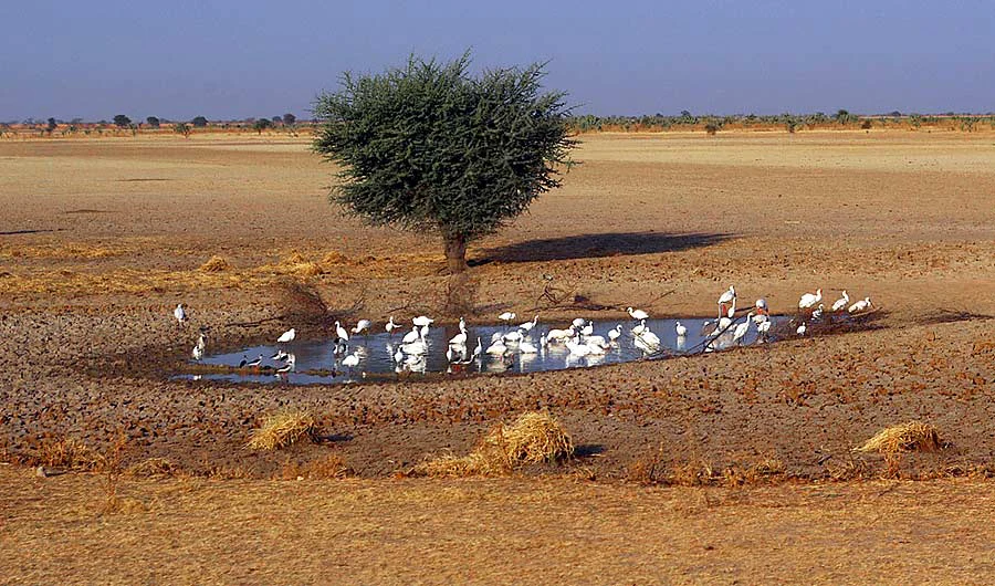 A wide shot shows a small, shallow watering hole surrounded by dry, sandy plains, with a single lone tree providing shade for a group of white birds.
