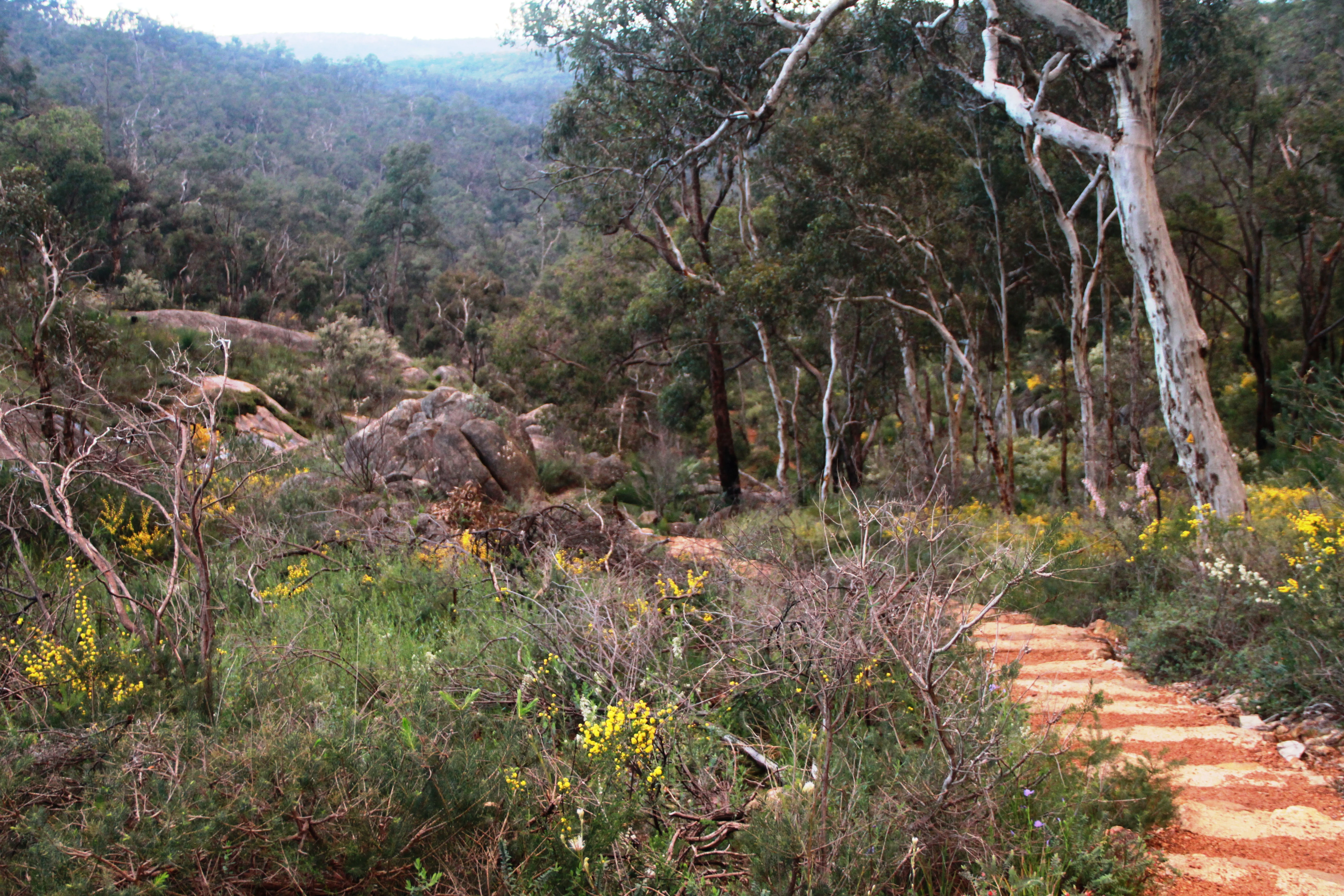 Sendero de piedra a través del bosque con flores silvestres amarillas y árboles