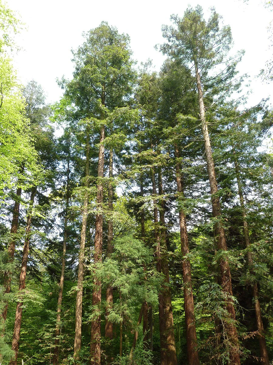 Sequoia sempervirens at Sequoiafarm Kaldenkirchen