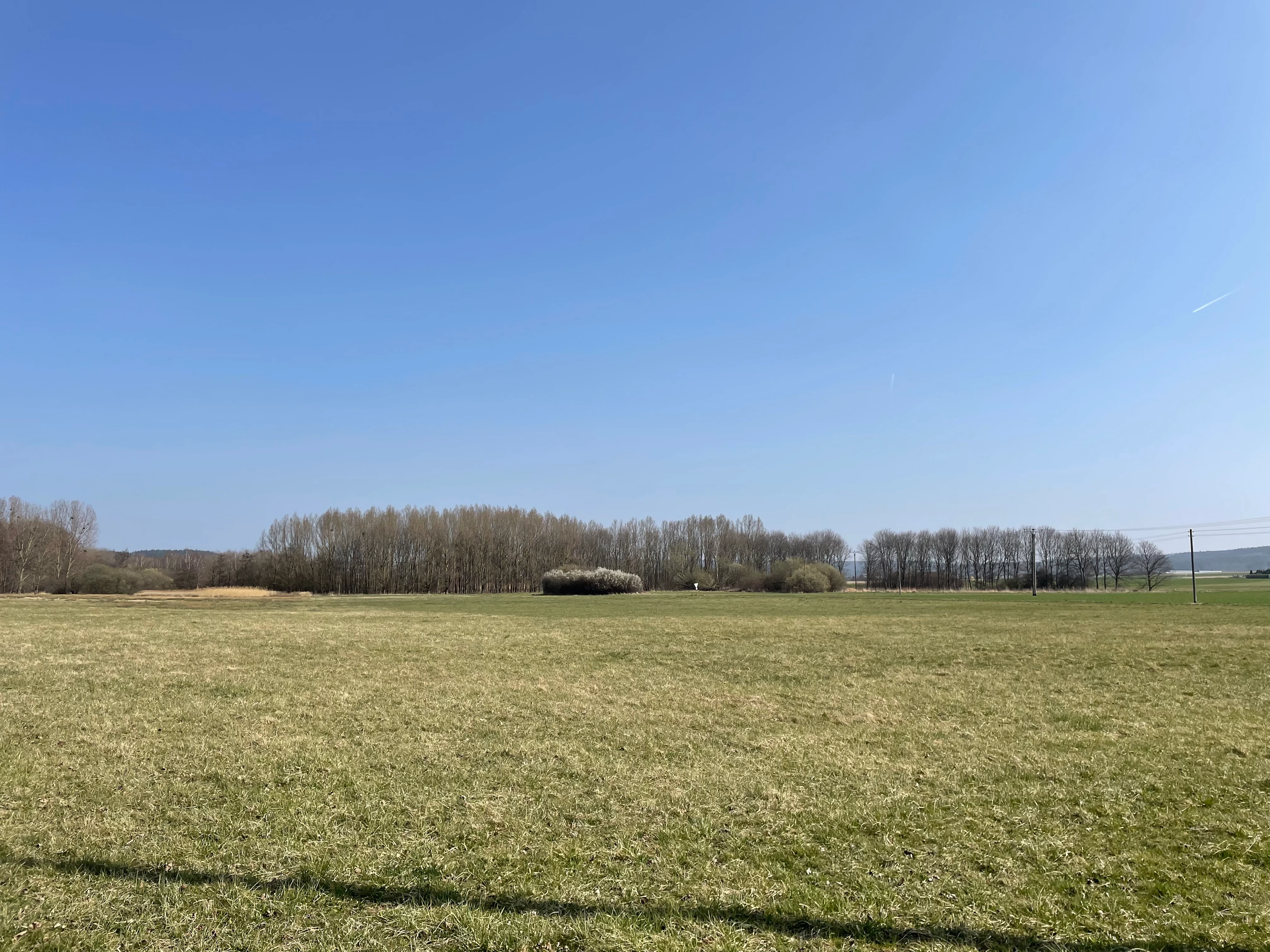 A wide, eye-level landscape shot of a dry, grassy meadow under a clear blue sky, with a line of thin trees in the midground.