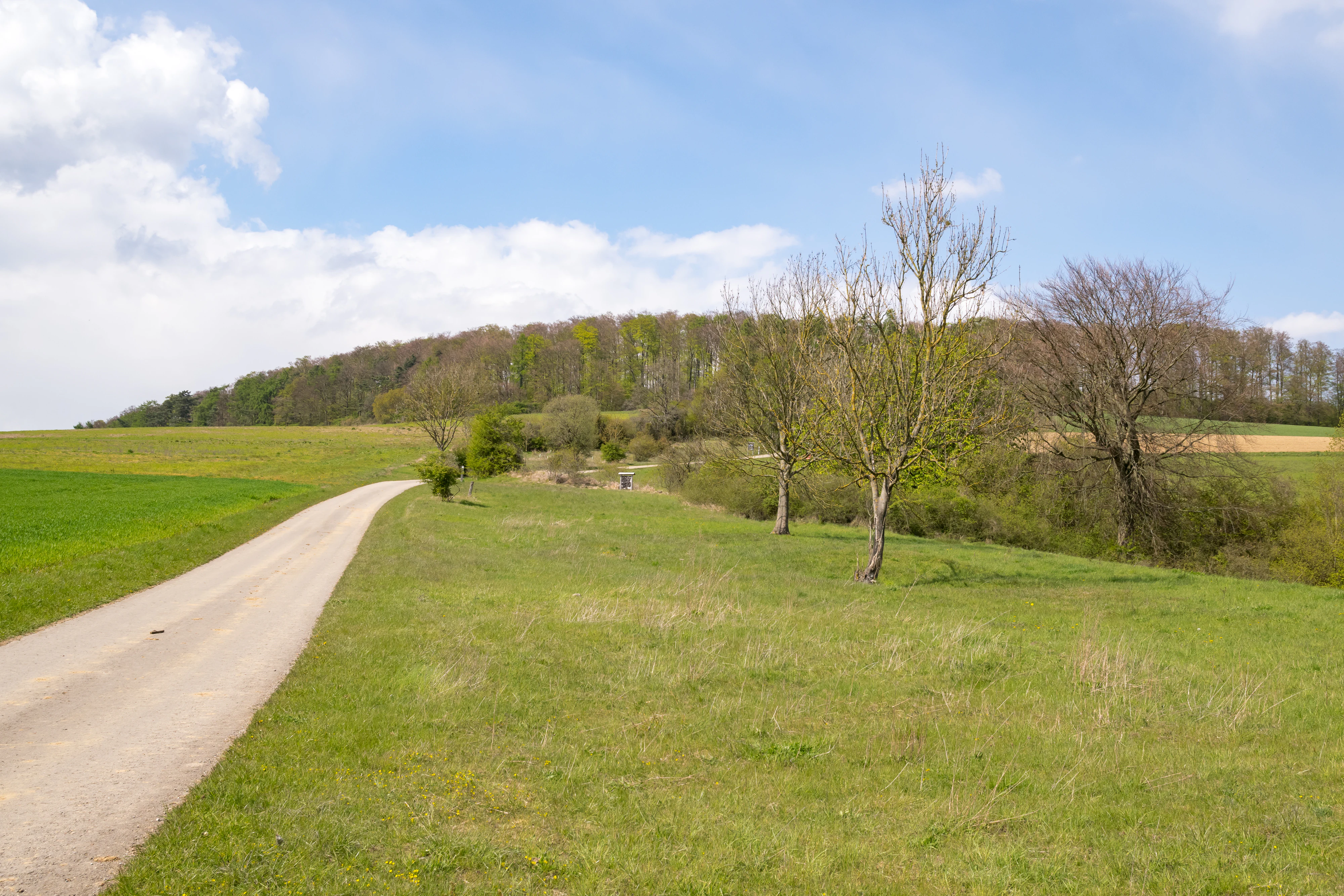 A gravel path winds through open green meadows with scattered deciduous trees, leading toward a forested hill under a blue sky with light clouds.