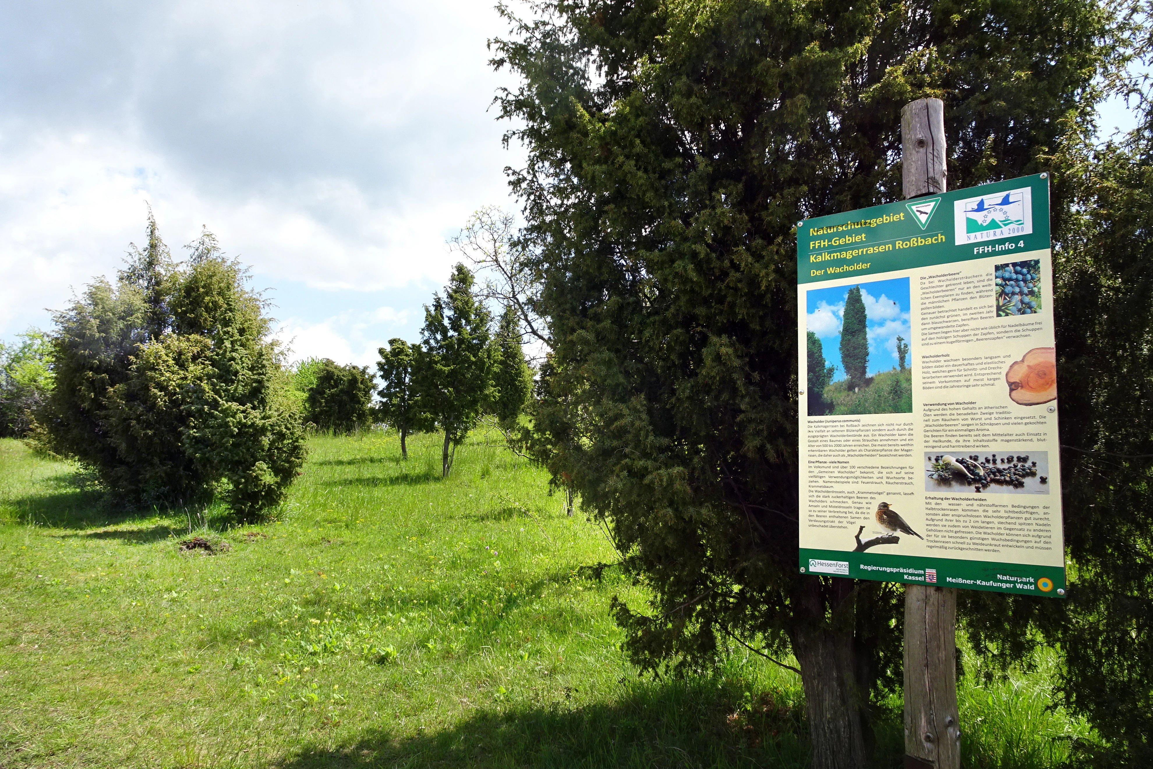 Un cartel informativo del parque montado en un poste de madera se encuentra en una zona de hierba con arbustos de enebro dispersos.
