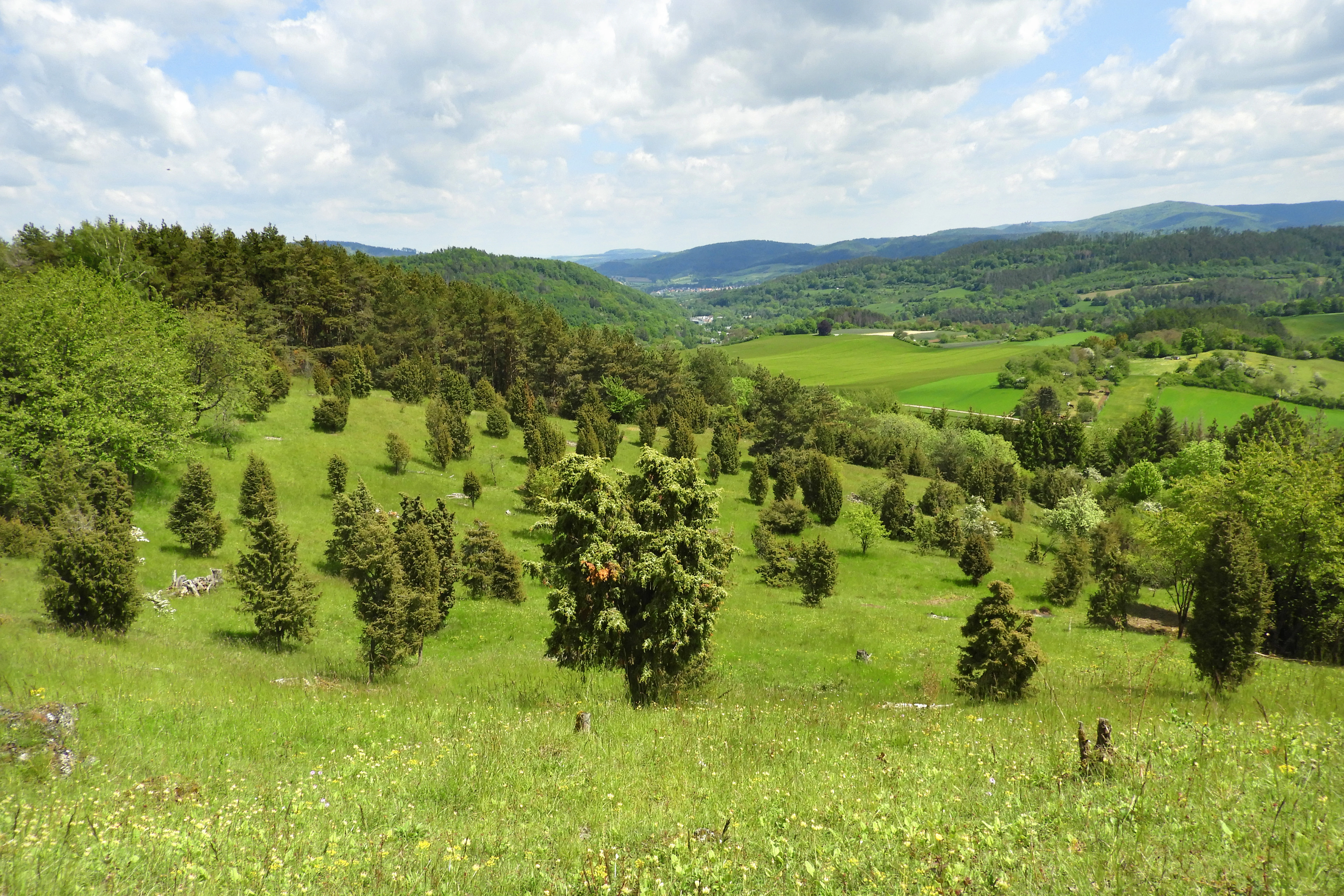 Una pradera verde y en pendiente salpicada de numerosos arbustos de enebro, con una ladera boscosa al fondo bajo un cielo azul nublado.