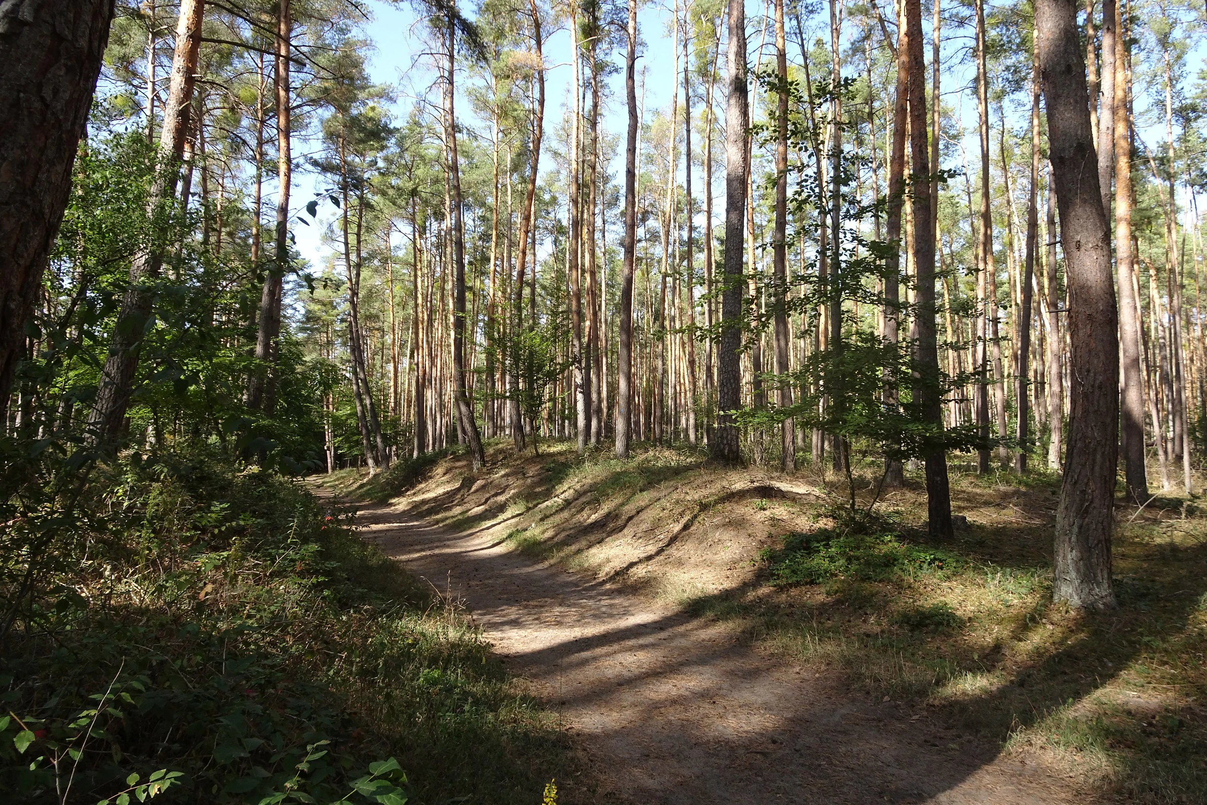 A sandy hiking path cuts through an open forest of tall, slender pine trees on sandy soil.