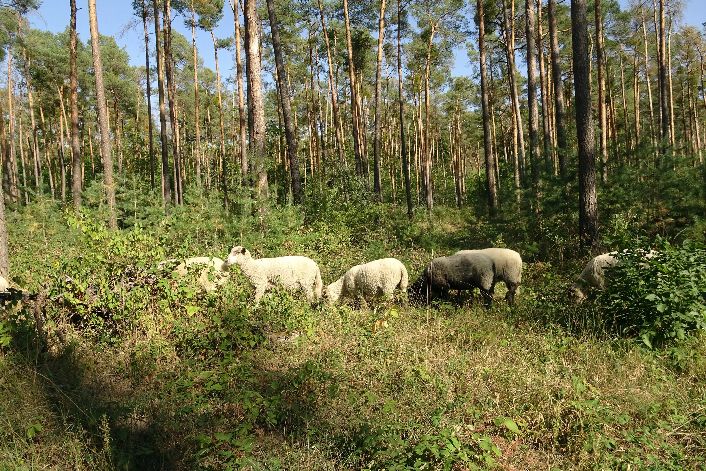 A small group of sheep grazing in a sparse, open pine forest with sandy ground covered in low-lying green shrubs.