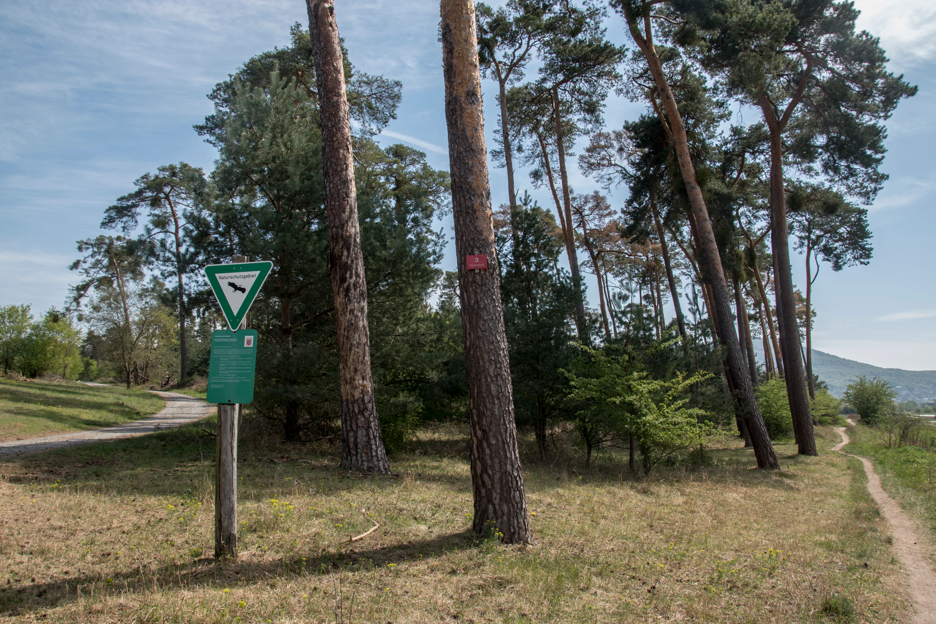 A triangular green nature reserve sign on a wooden post stands in a sparse pine forest with a dirt path winding through the trees.