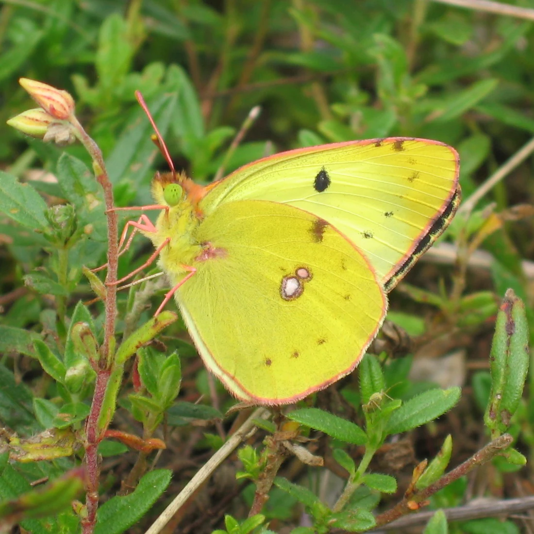 A close up view of a bright yellow Berger's Clouded Yellow butterfly perched on a thin green plant stem with small buds.