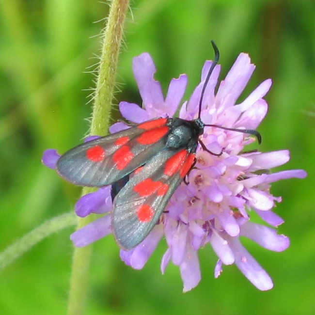 A close-up view of a small five-spot burnet moth with dark wings and red spots perched on a purple pincushion-like flower.