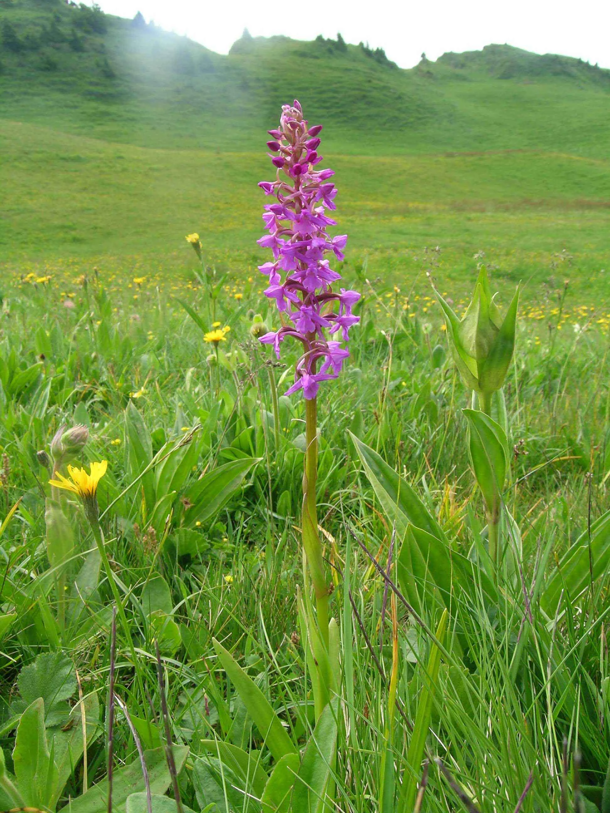 A single tall purple orchid flower stands in the foreground of a green meadow, with rolling grassy hills in the background.