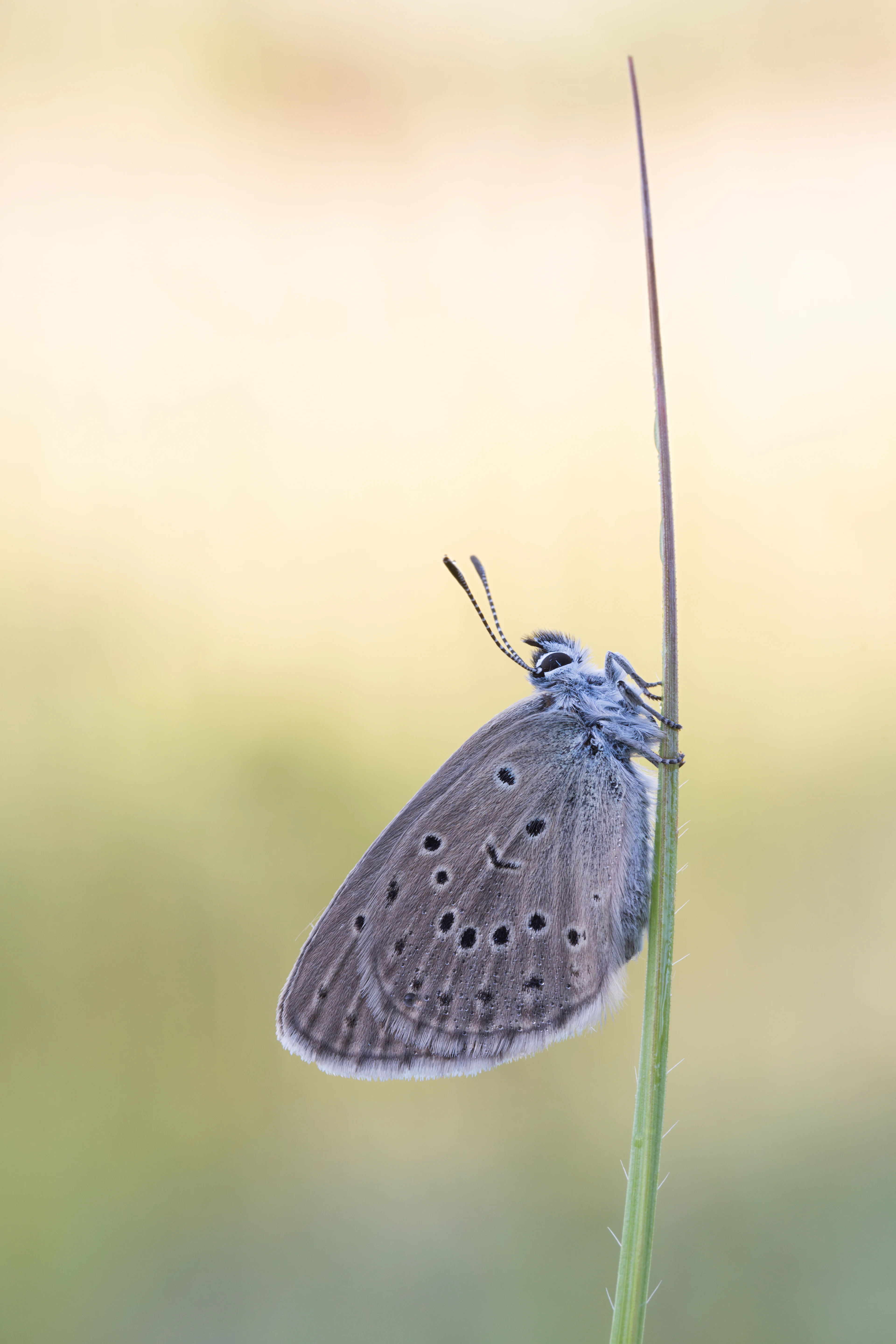 A close up profile view of a greyish blue butterfly with dark spots on its closed wings resting vertically on a thin green stalk against a soft blurred background.