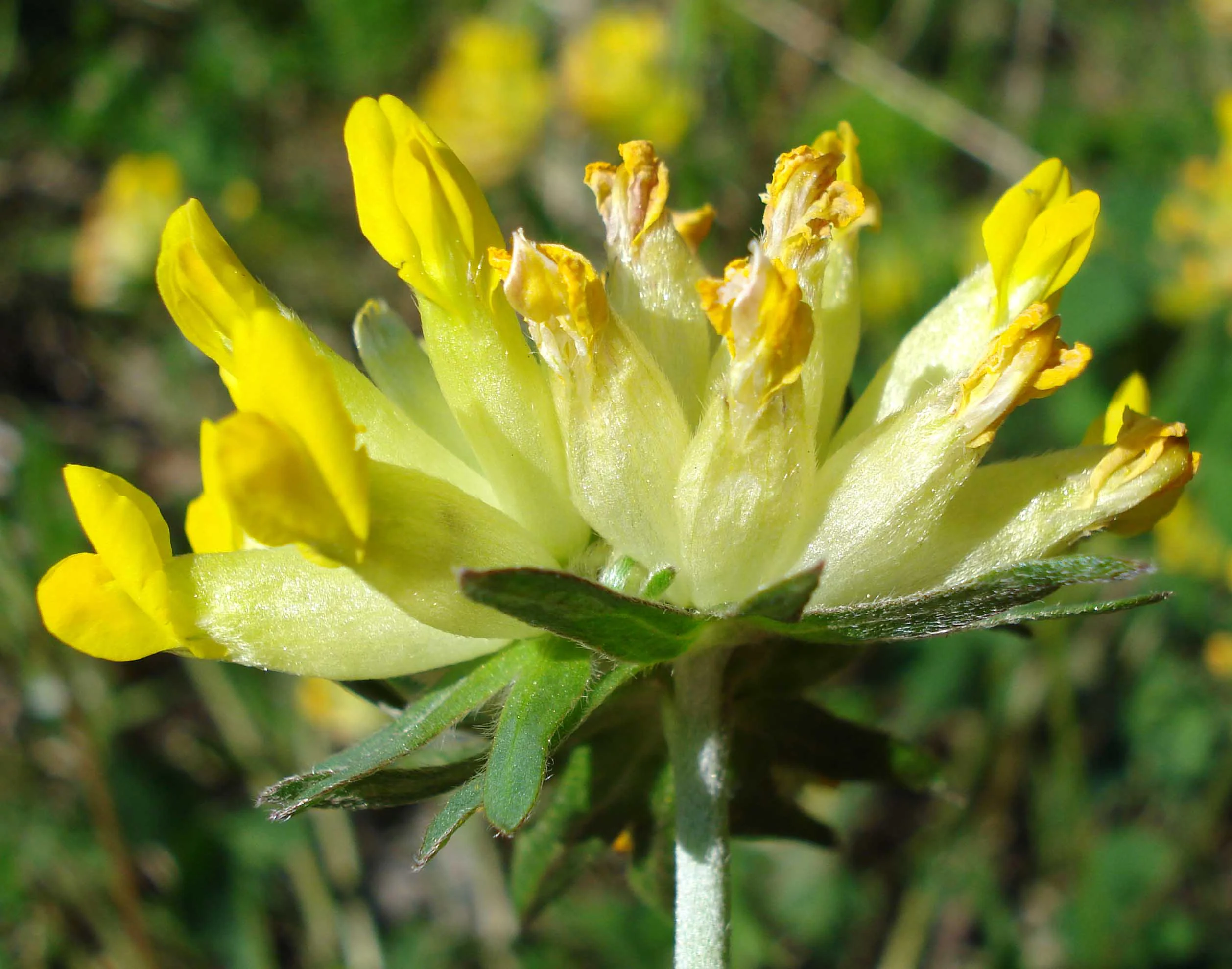 A detailed close up photograph of a yellow Anthyllis vulneraria pseudovulneraria flower blooming against a blurred green background.