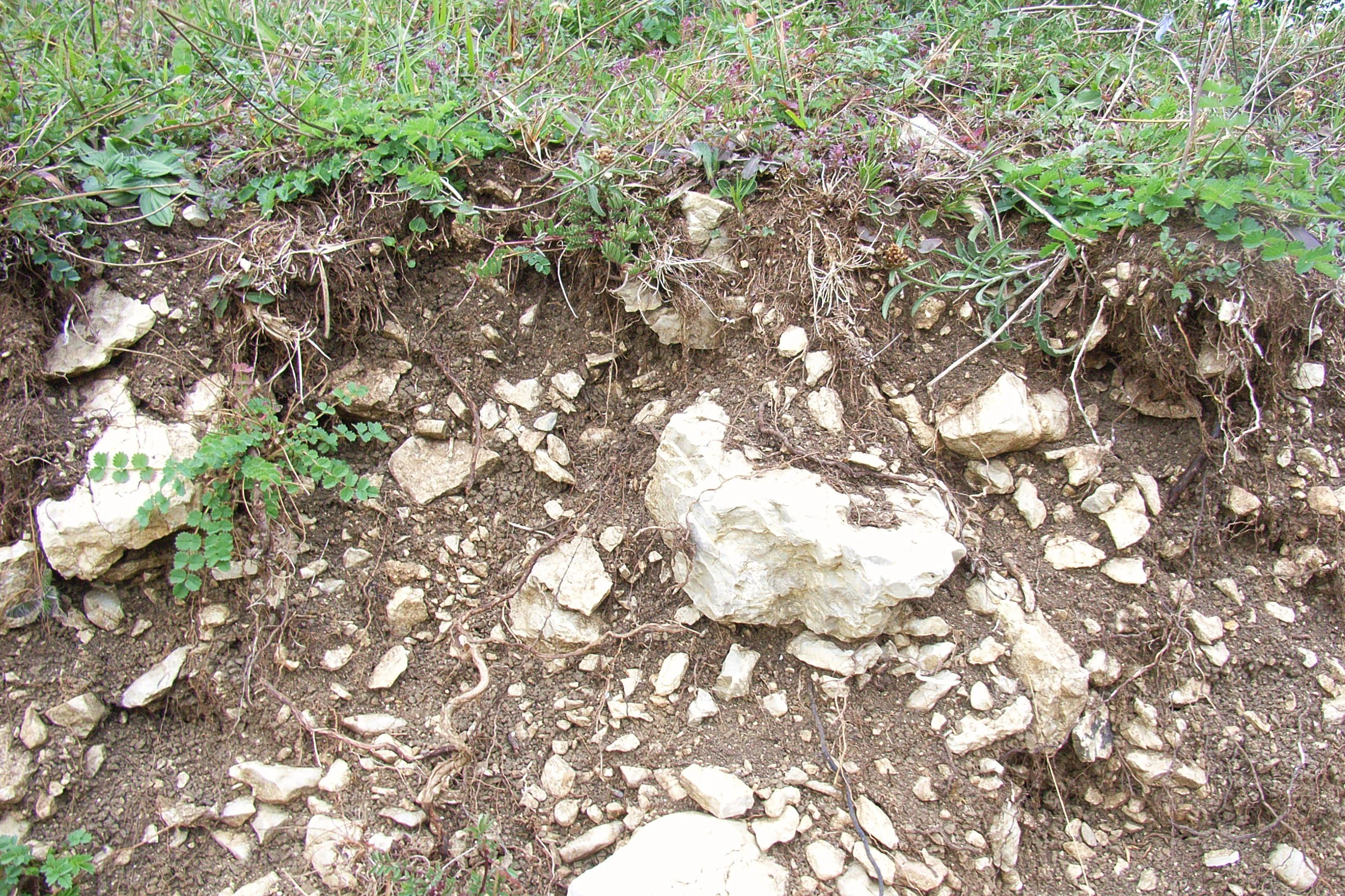 A close-up view of exposed stony soil with light-colored limestone rocks and fine roots from surface vegetation.
