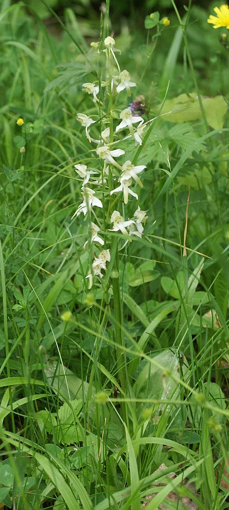 A close-up of a Greater butterfly orchid plant with pale greenish-white flowers growing in tall grass.