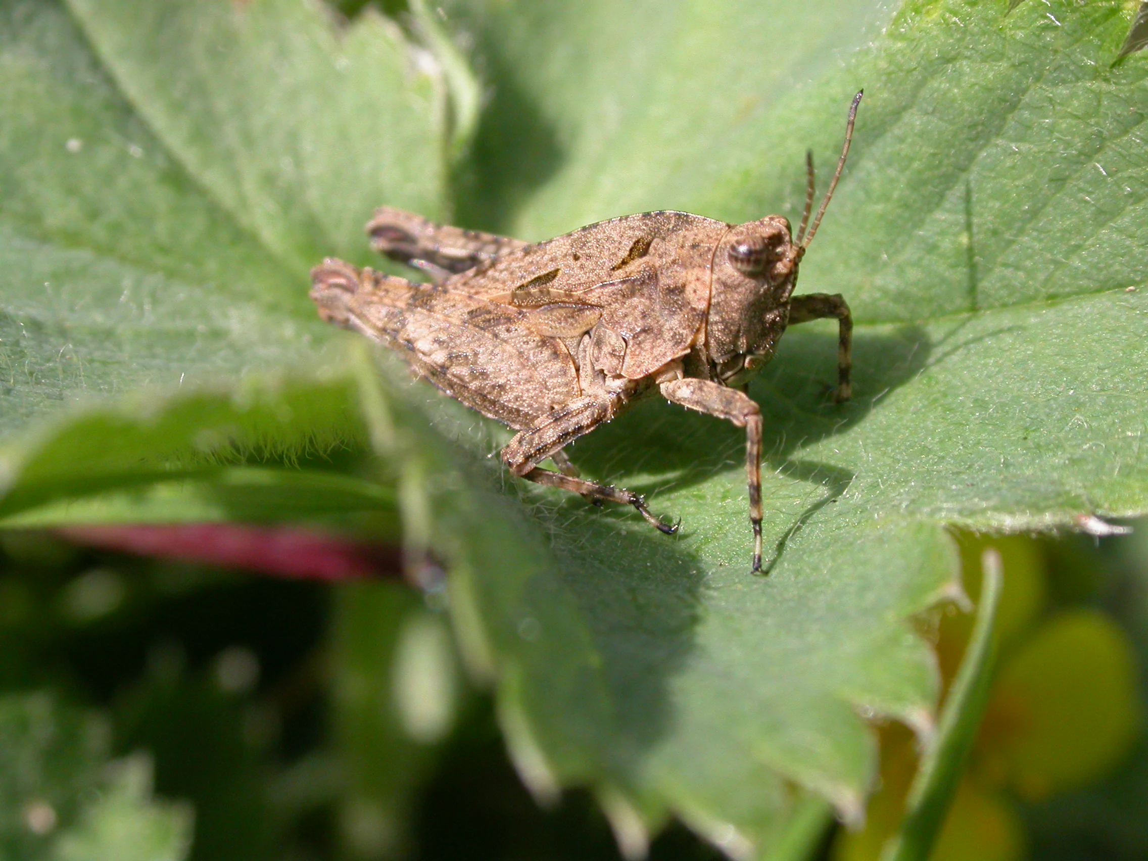 A brown ground grasshopper, identified as Tetrix tenuicornis, is perched on a green, serrated leaf in a macro-style photograph.