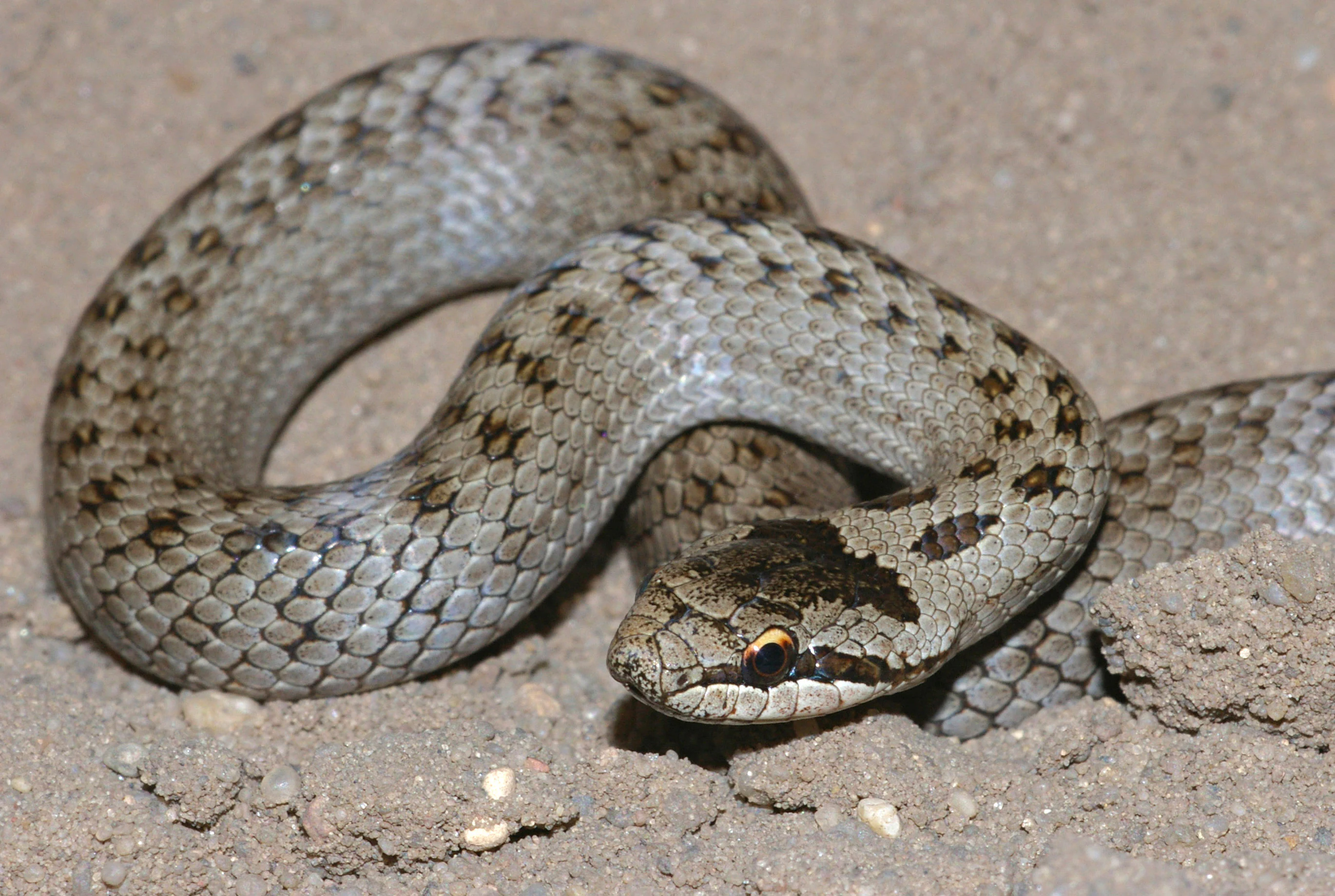 A close-up of a brown and grey patterned smooth snake resting on light-colored sandy soil.