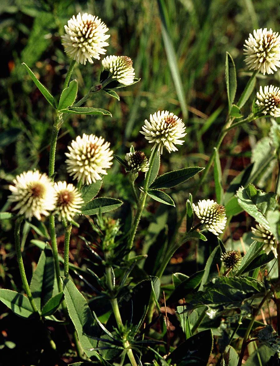 A close-up view of several white, spherical flower heads of mountain clover (Trifolium montanum) with green stems and leaves in a grassy field.
