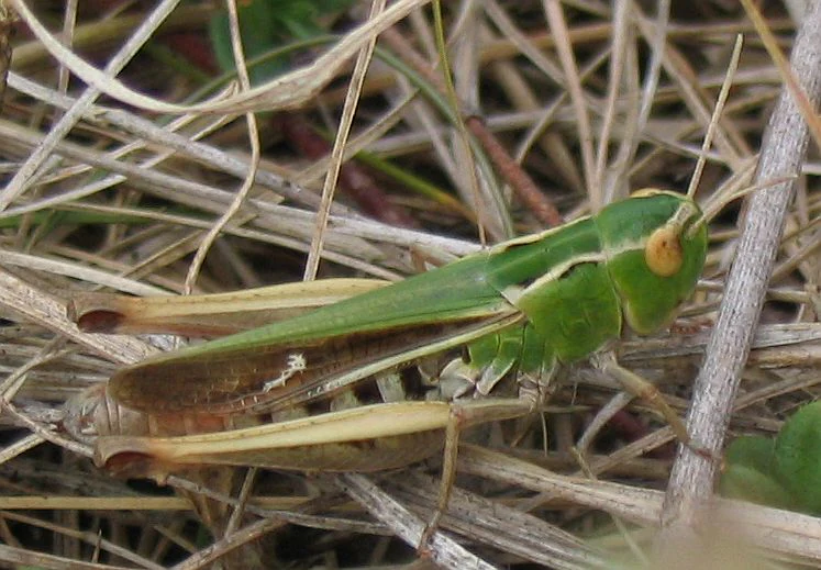 Close up of a green and brown grasshopper positioned on top of dry, straw-like vegetation.