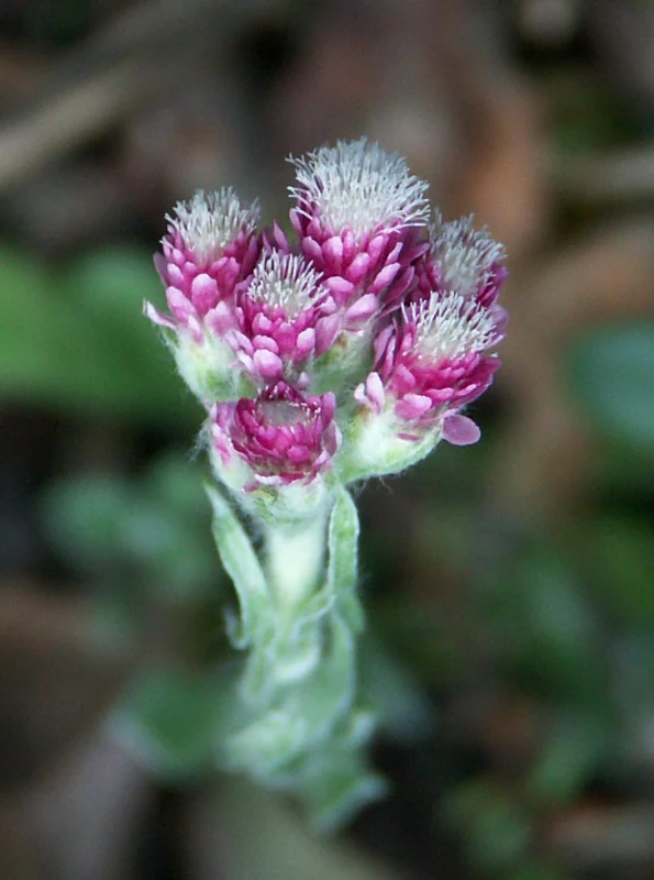 A close-up vertical shot of a Mountain Everlasting flower, showing clusters of small, pinkish-purple, fuzzy blossoms on a hairy, light green stem.