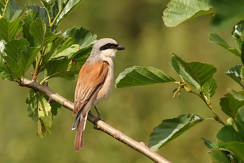 A male red-backed shrike bird with its distinctive black eye mask and rusty-brown back perched on a tree branch.