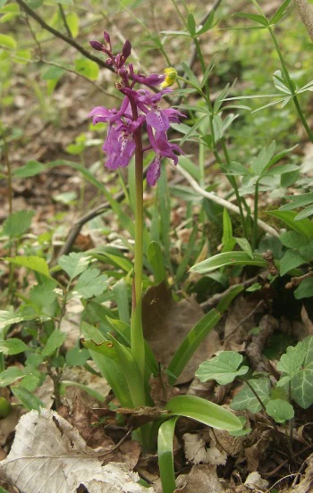 A purple flowering plant with lance-shaped leaves growing from the ground, surrounded by low forest floor vegetation.