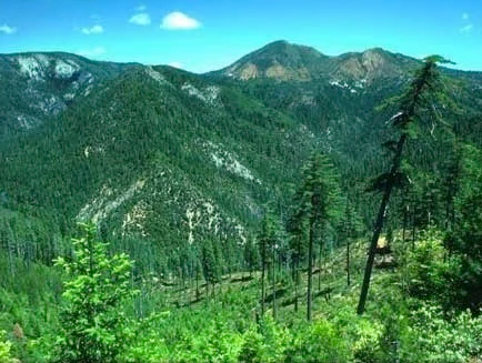A mountainous landscape covered in dense green coniferous forest under a clear blue sky, with visible ridgelines and slopes.