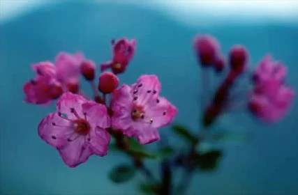 A close up view of several small pink Kalmiopsis leachiana flowers against a soft, out of focus blue background.