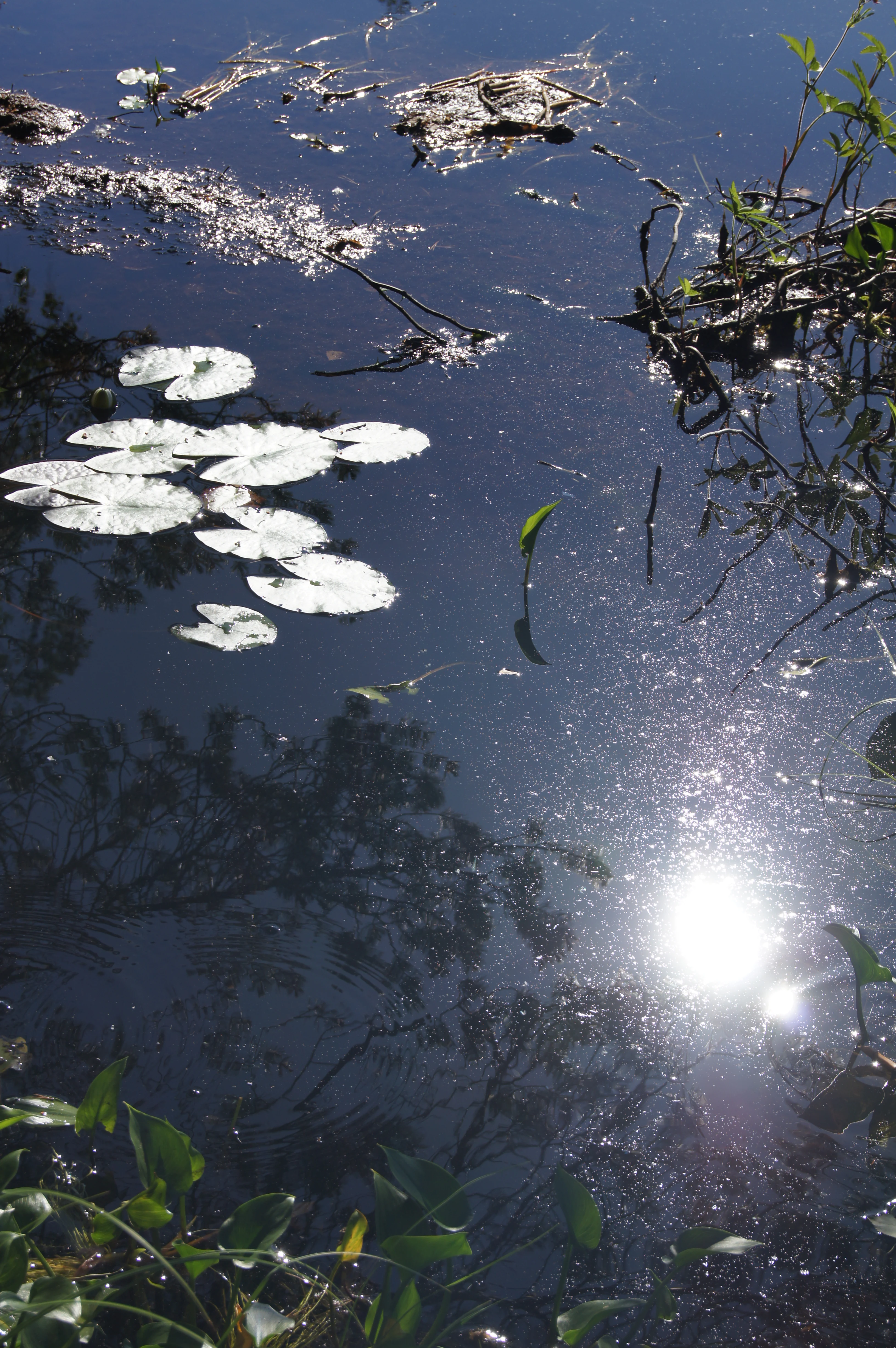 A close up view of a dark, still lake surface with sunlight reflecting on the water, white water lily pads floating on the surface, and some submerged branches and reeds near the edges.