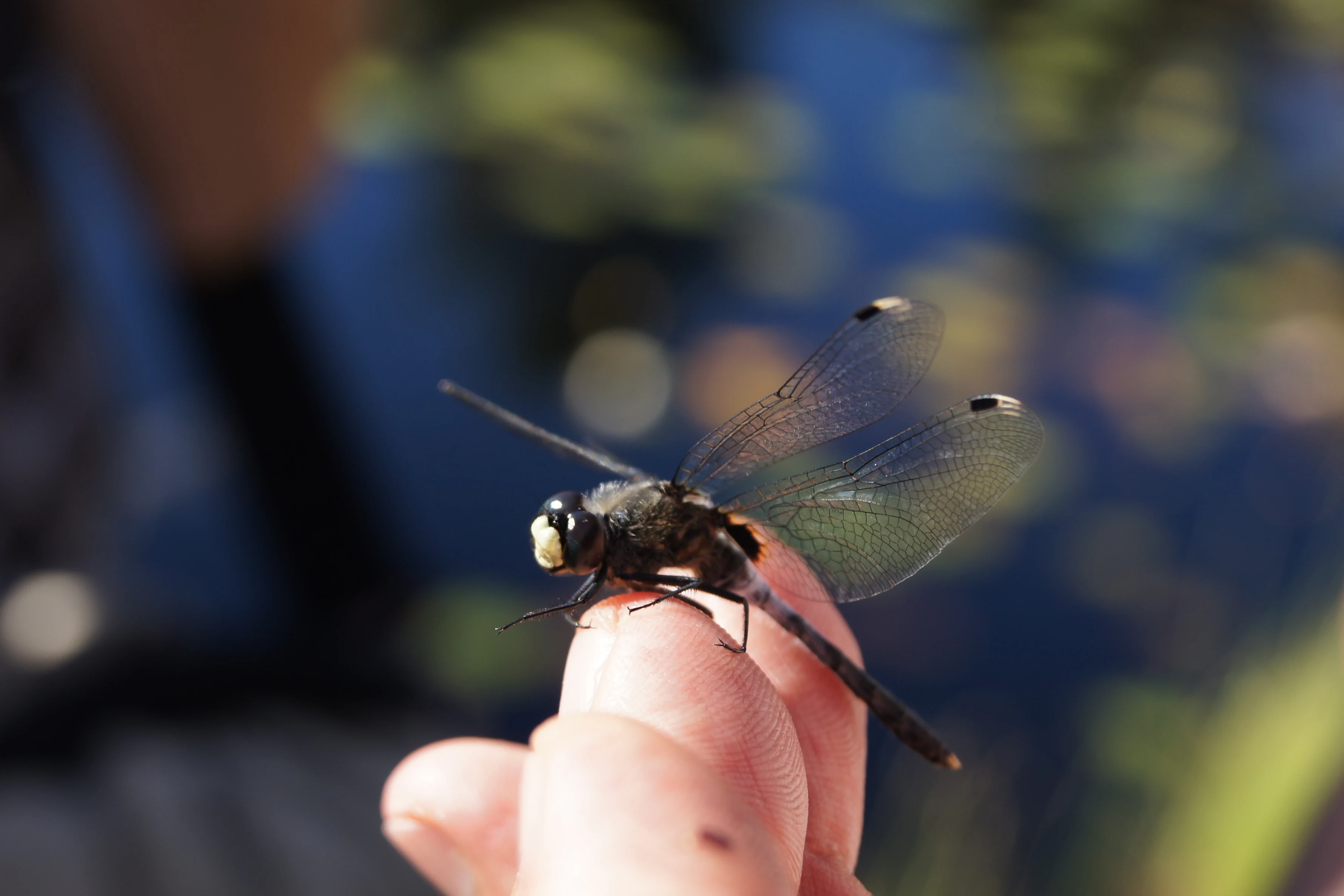 A close-up view of a dark-colored white-faced darter dragonfly with transparent, veined wings resting on a person's index finger, set against a blurred dark blue water background.