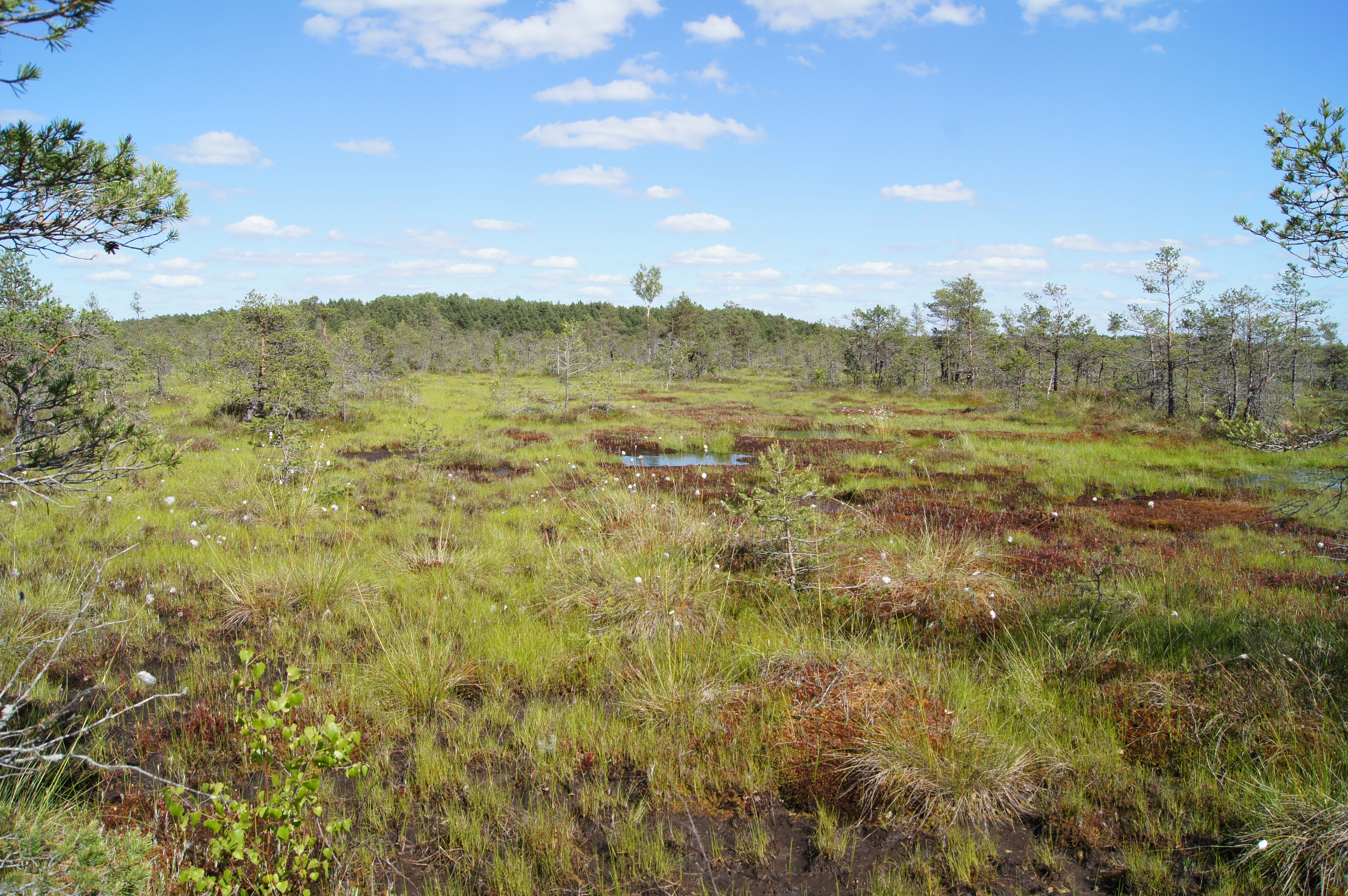A wide view of a raised bog landscape with mossy green and reddish ground, scattered small coniferous trees, and a distant tree line under a bright blue sky.