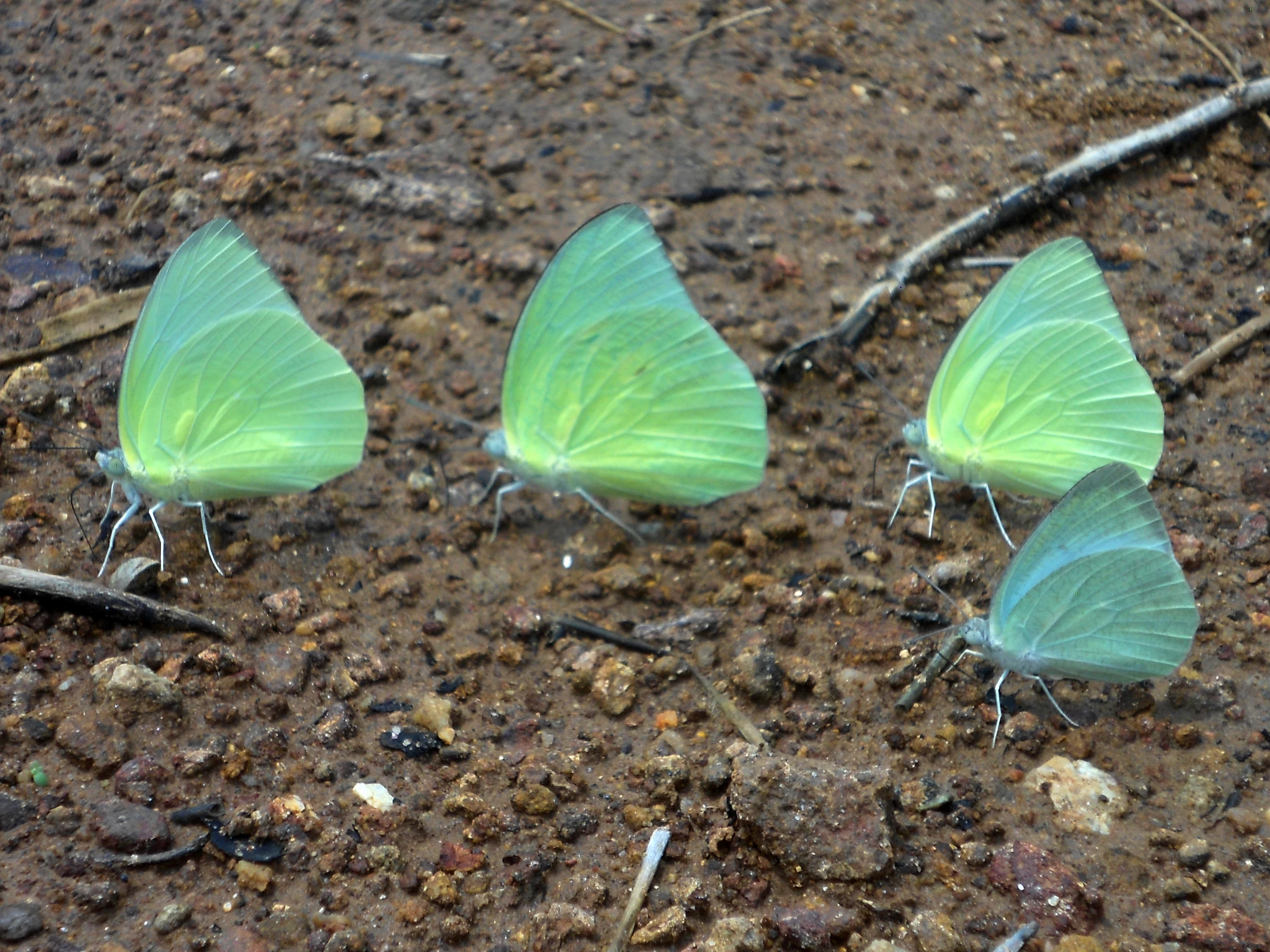 Four pale greenish-yellow butterflies resting on brown, rocky, damp ground.