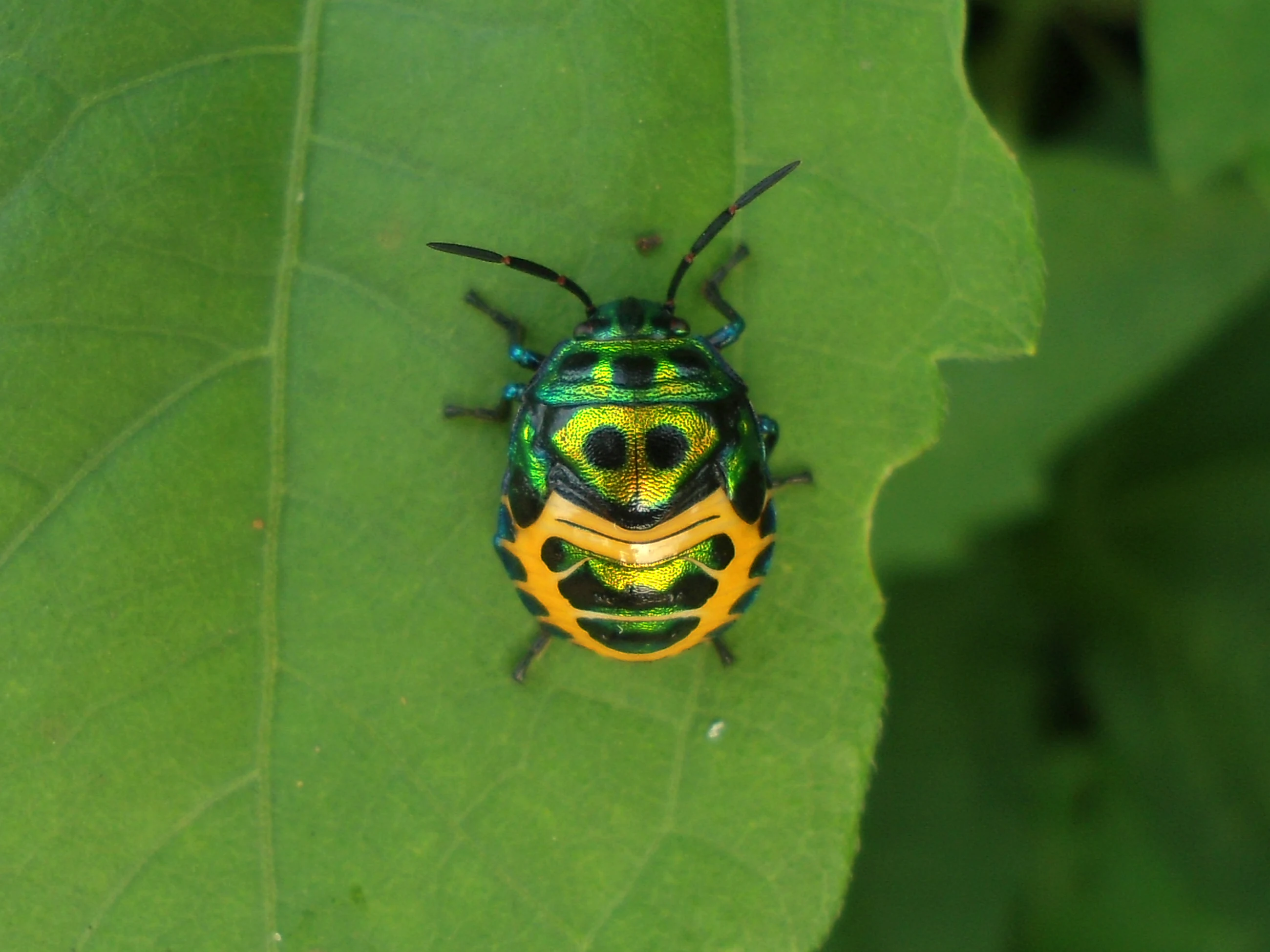 A close-up view of a small, bright green and orange shield-shaped bug, known as a pentatomid nymph, perched on a large green leaf.