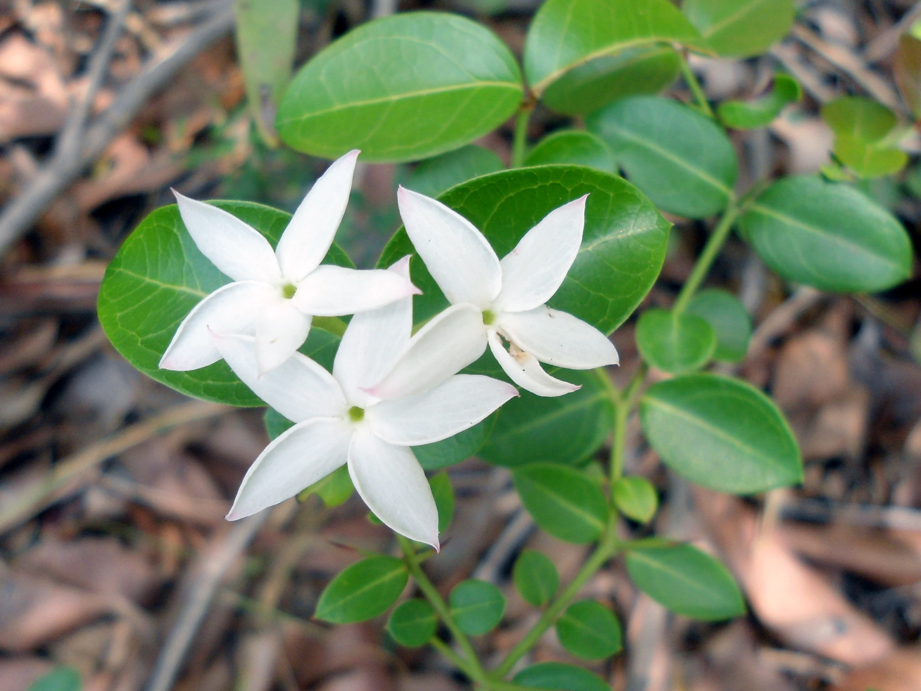 A close up view of three white, five-petaled star-shaped flowers with green centers, surrounded by glossy green oval leaves.