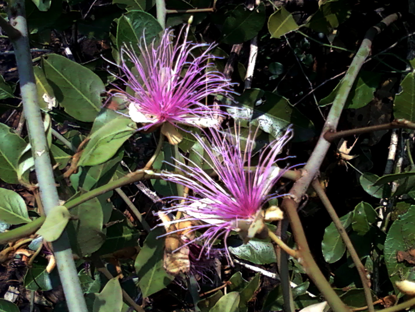 Close up view of two purple, spiky, star-shaped flowers with long stamen threads growing on a green, leafy shrub.
