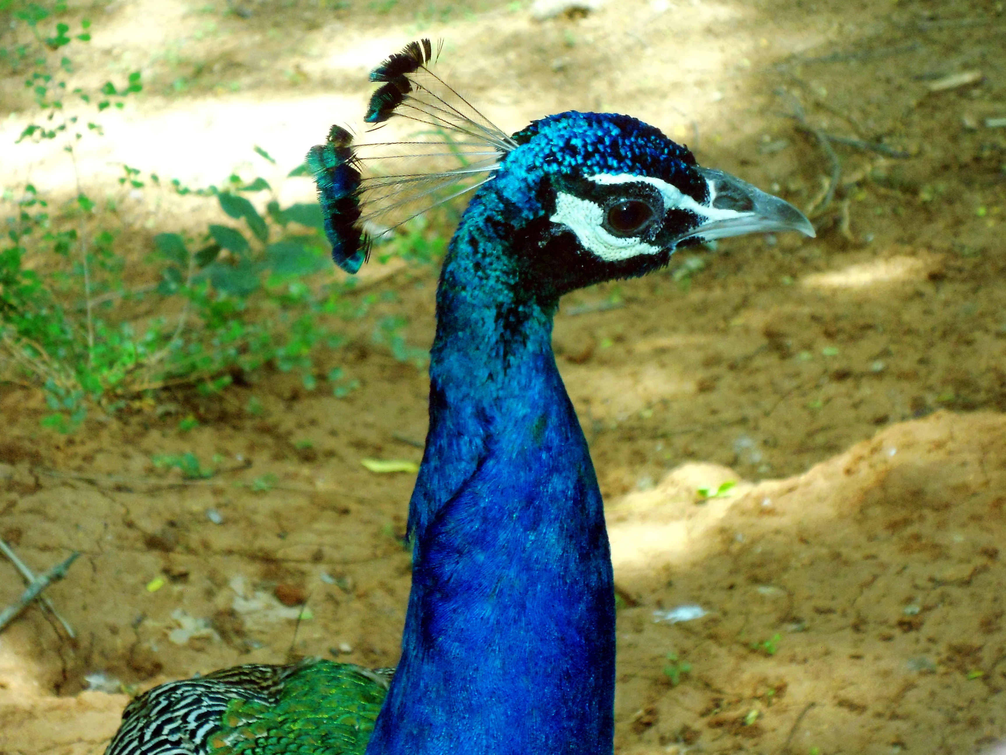 A close up portrait of an Indian Peafowl showing its vibrant blue neck, crested head, and dark eye.