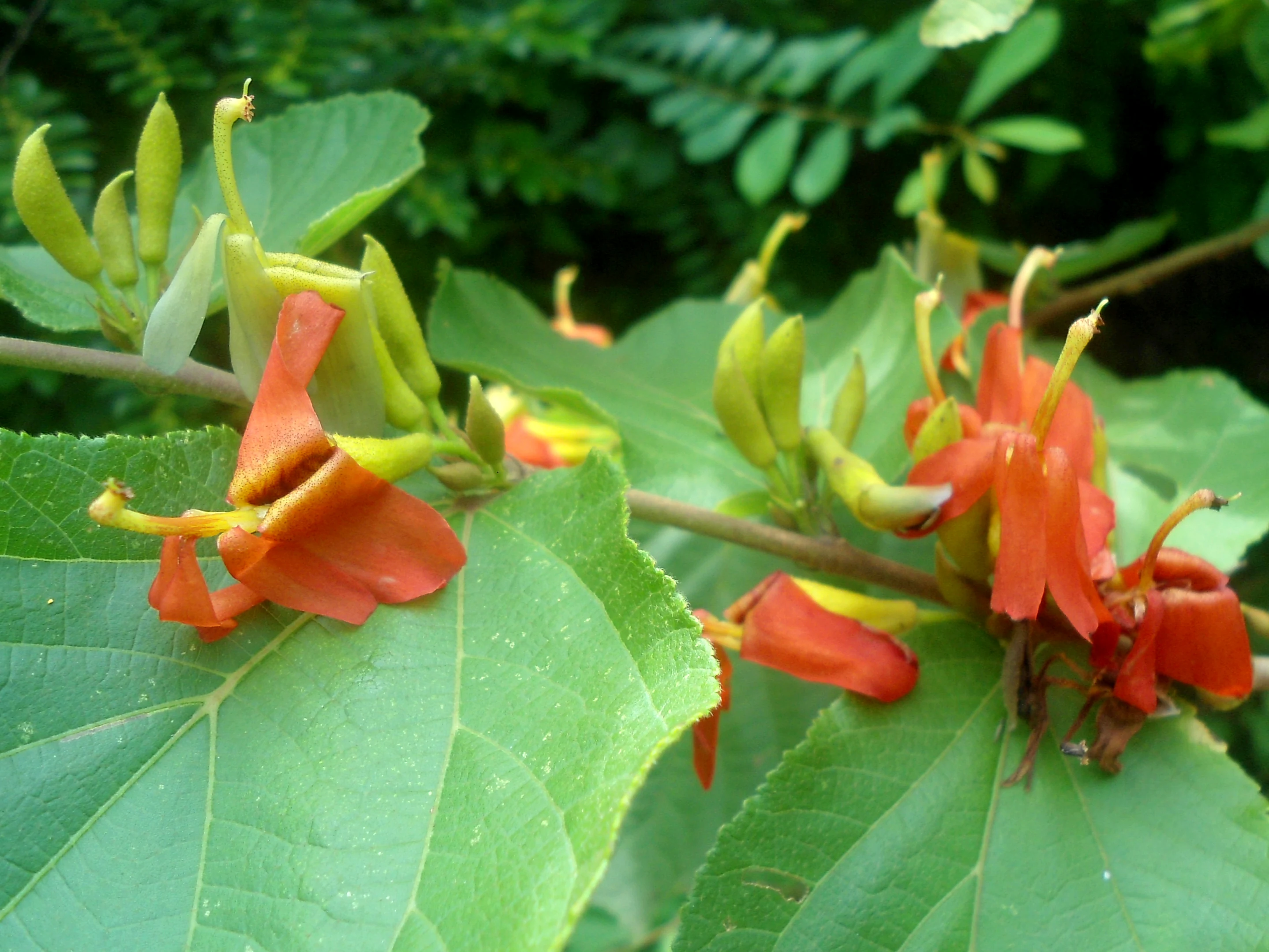 Close up view of the orange red flowers and green buds of a Helicteres isora plant with large green leaves in the background.