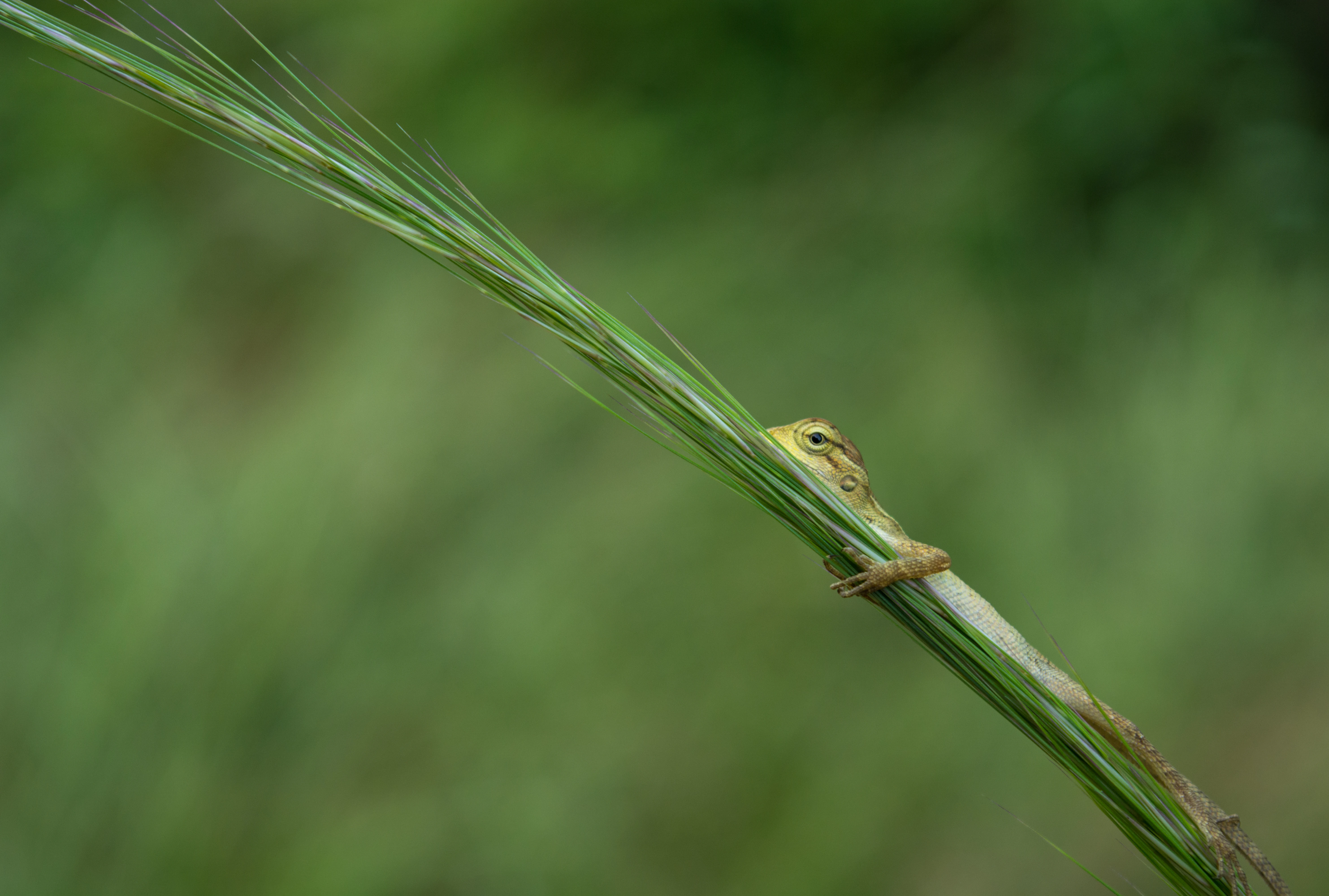 A small lizard partially hidden behind a long, green blade of grass, showing its head and front feet, with a soft-focus green background.