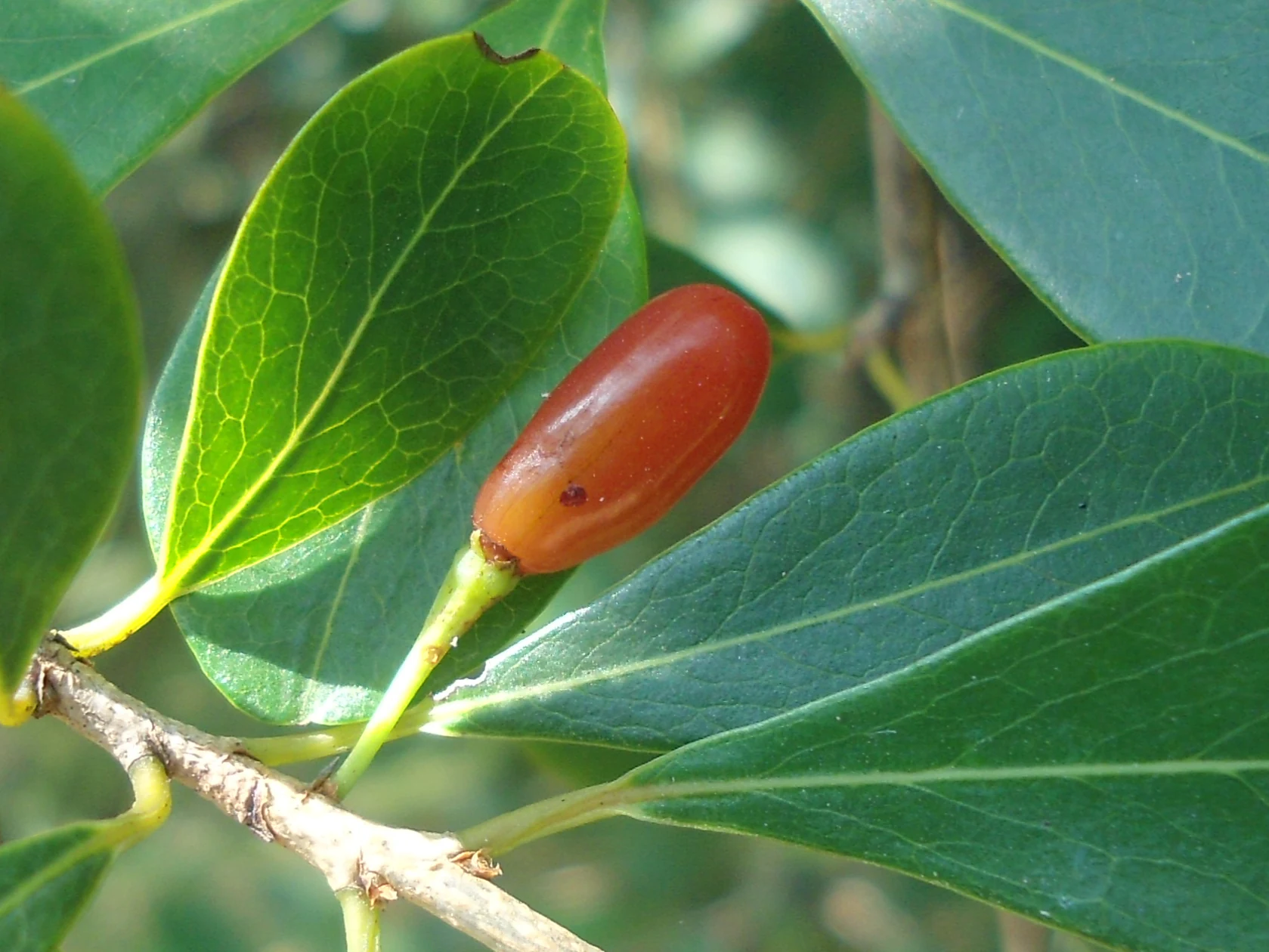 A close up view of a small, shiny, red oblong fruit growing from a green plant stem surrounded by smooth green leaves.