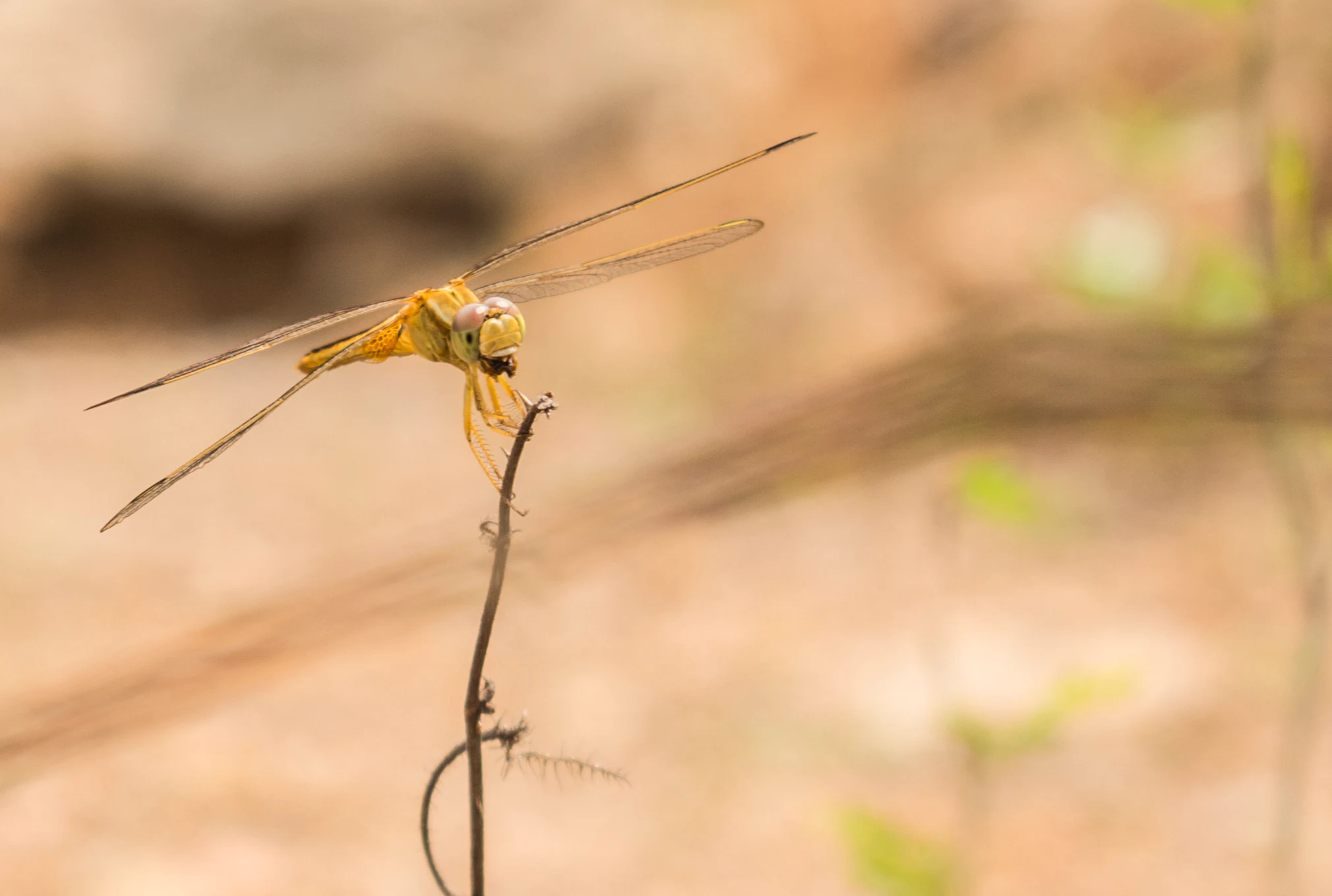 A yellow dragonfly resting on the tip of a thin, brown, curved twig against a blurred, out-of-focus background.