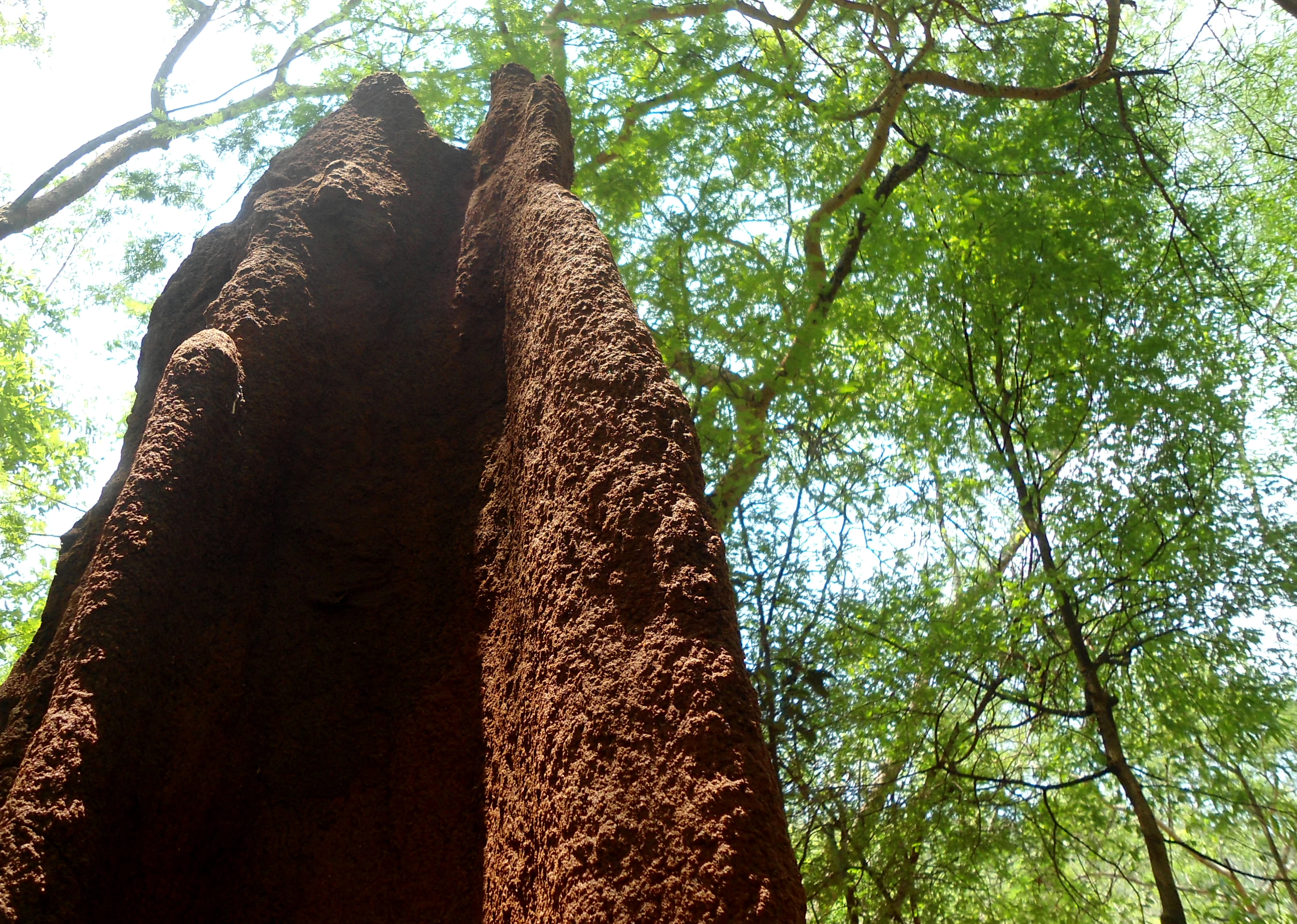 A large, textured, reddish-brown termite mound rising vertically in a forest clearing, with green foliage visible against a bright sky in the background.