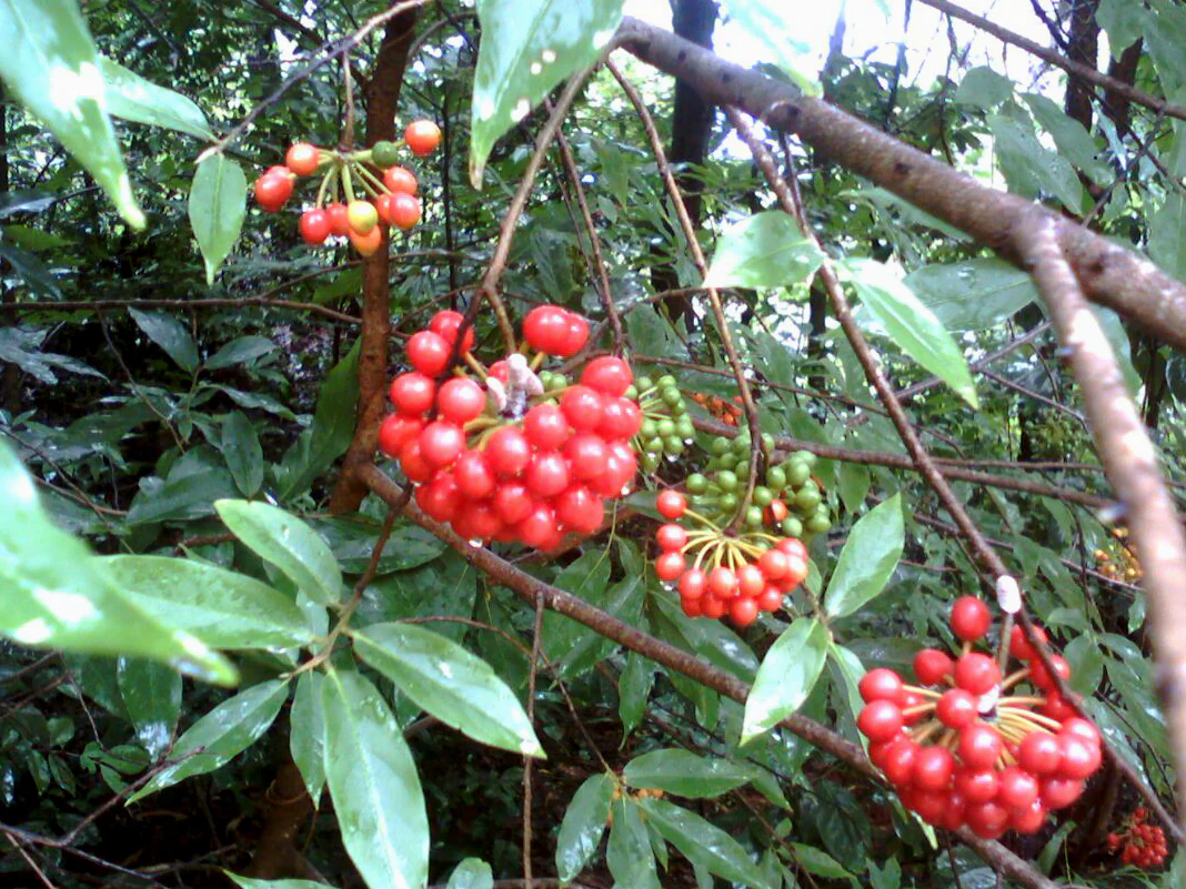 A close up view of several dense clusters of small, bright red spherical berries hanging from thin brown branches, surrounded by glossy green leaves in a forest environment.