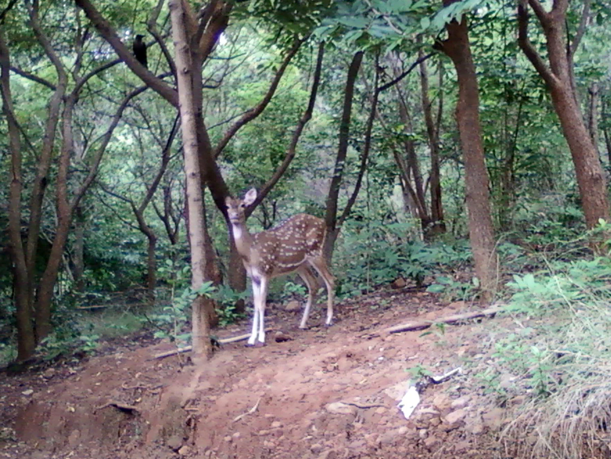 A spotted deer standing on a dirt slope in a wooded forest area.