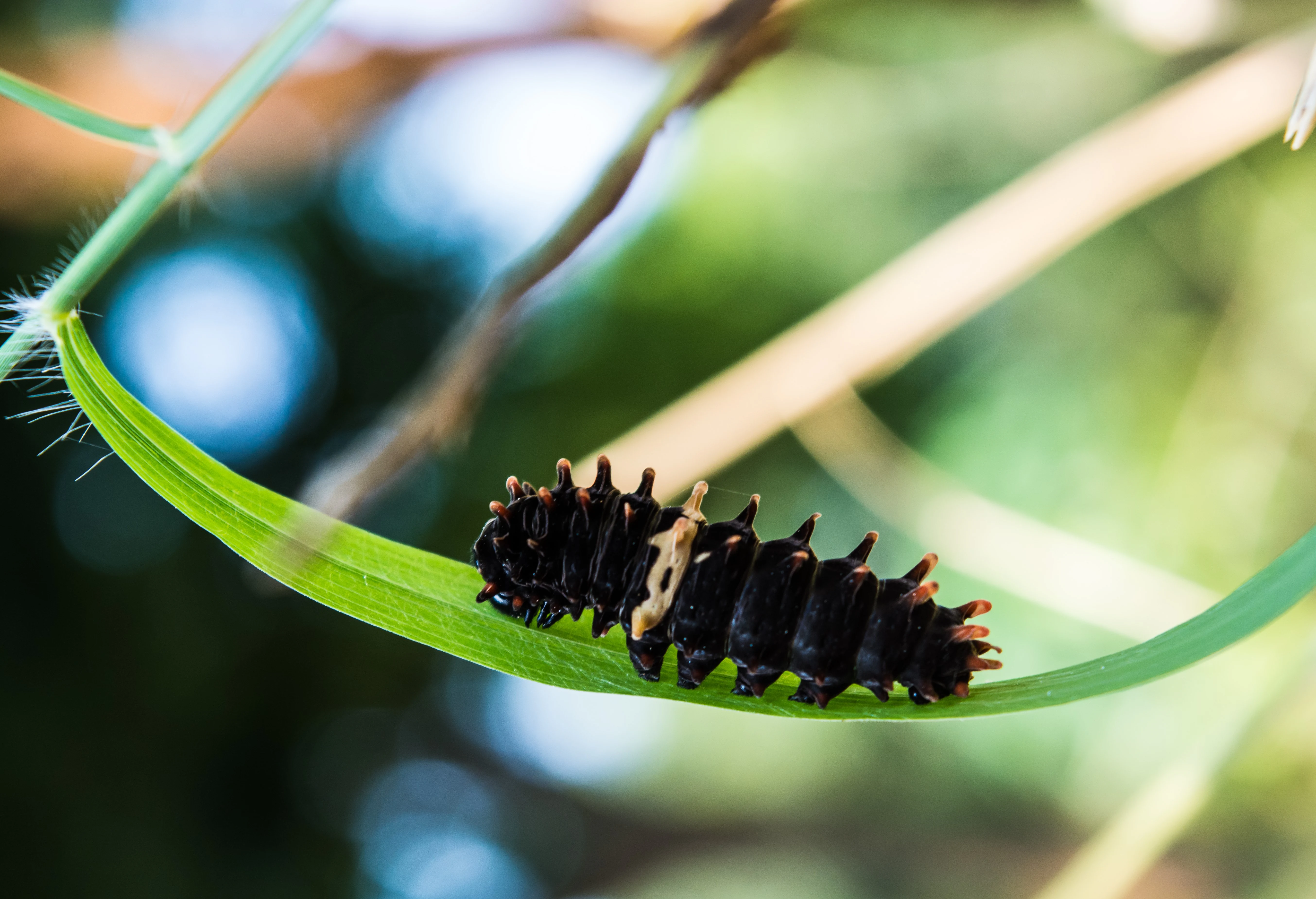 A close-up view of a dark, spiky Pachliopta hector caterpillar crawling along a thin green leaf against a softly blurred natural background.