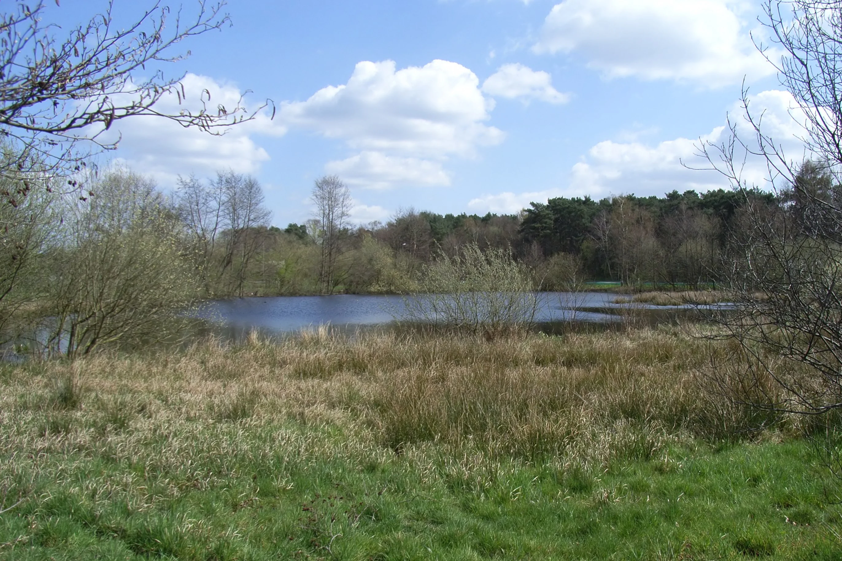 A tranquil pond surrounded by grasses, reeds, and deciduous trees under a blue sky with scattered clouds.