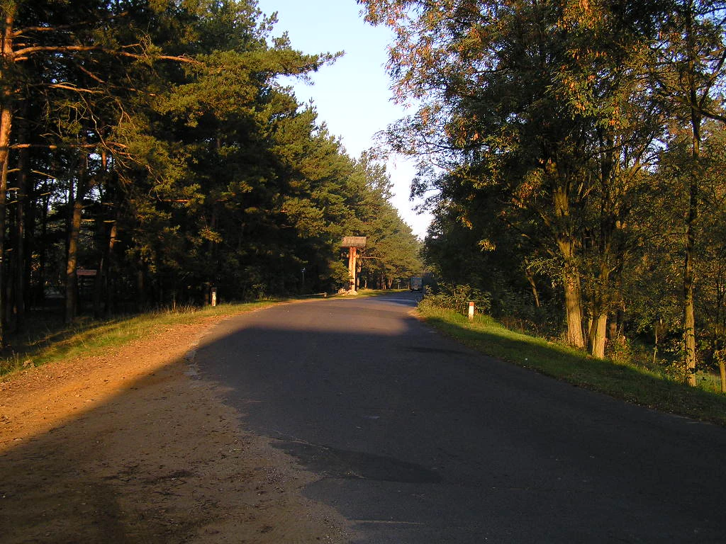 Una carretera asfaltada se extiende hacia la distancia, enmarcada por un denso bosque verde a ambos lados, con una luz cálida incidiendo sobre los árboles.