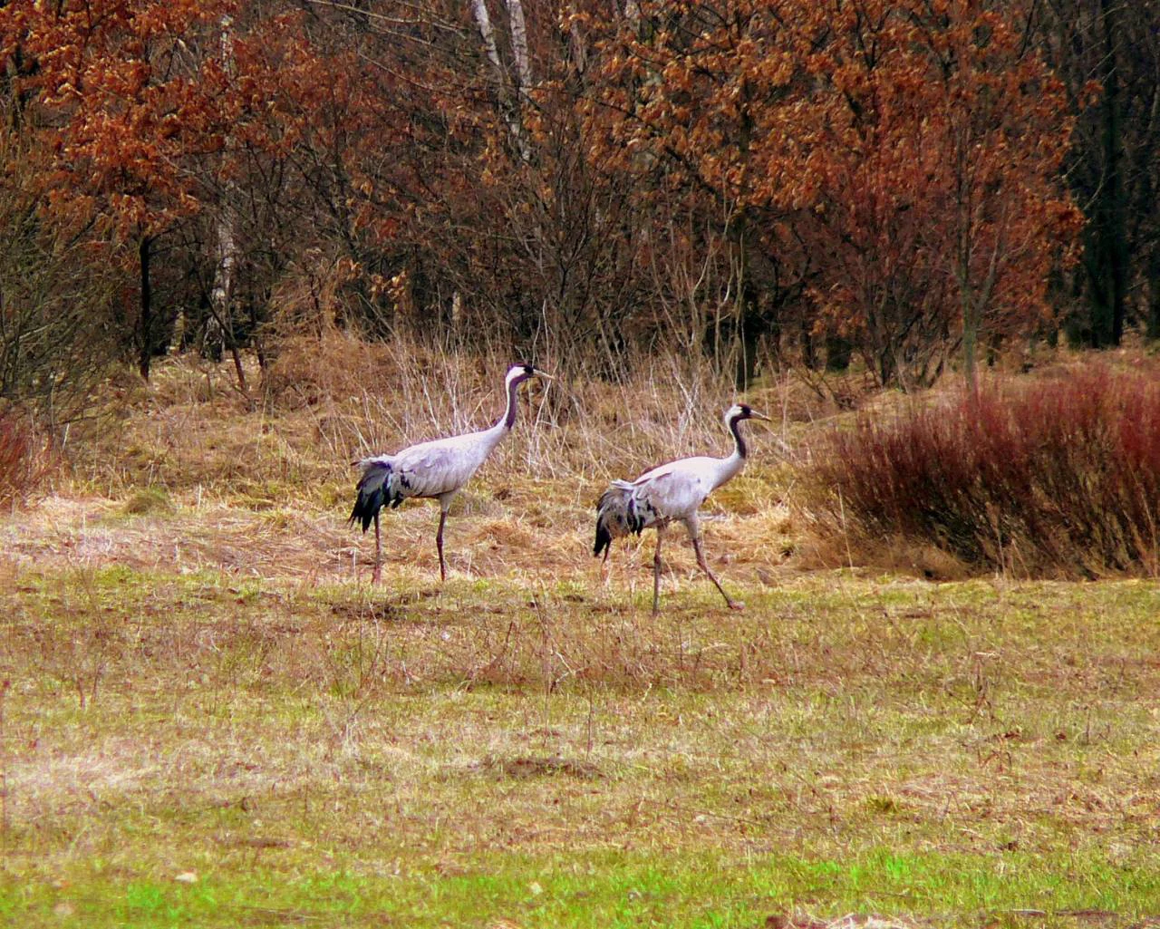Dos grullas comunes grises caminando por un prado herboso con un fondo arbolado.