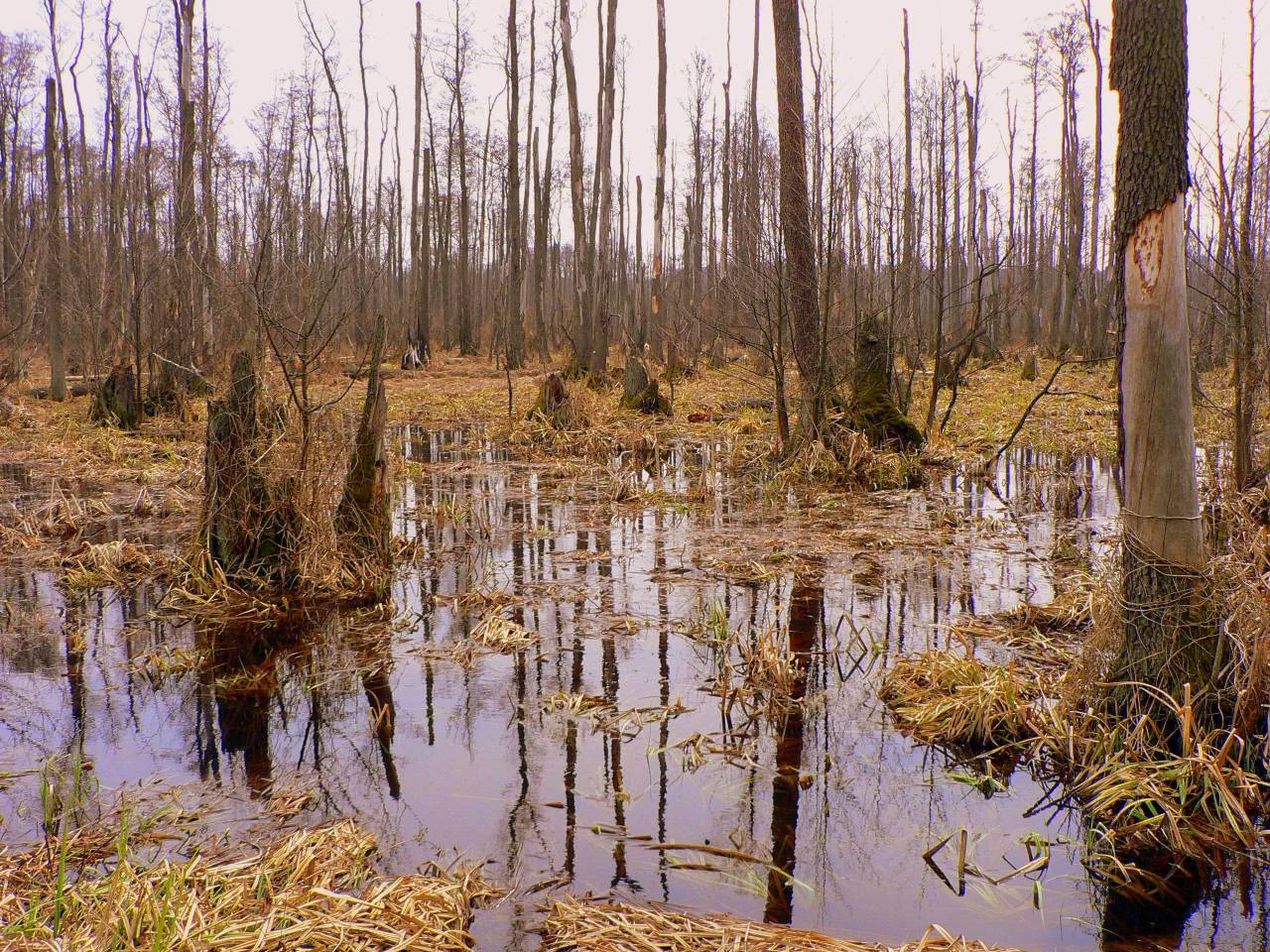 Una escena de bosque pantanoso con agua estancada que refleja troncos altos y sin hojas bajo un cielo nublado.