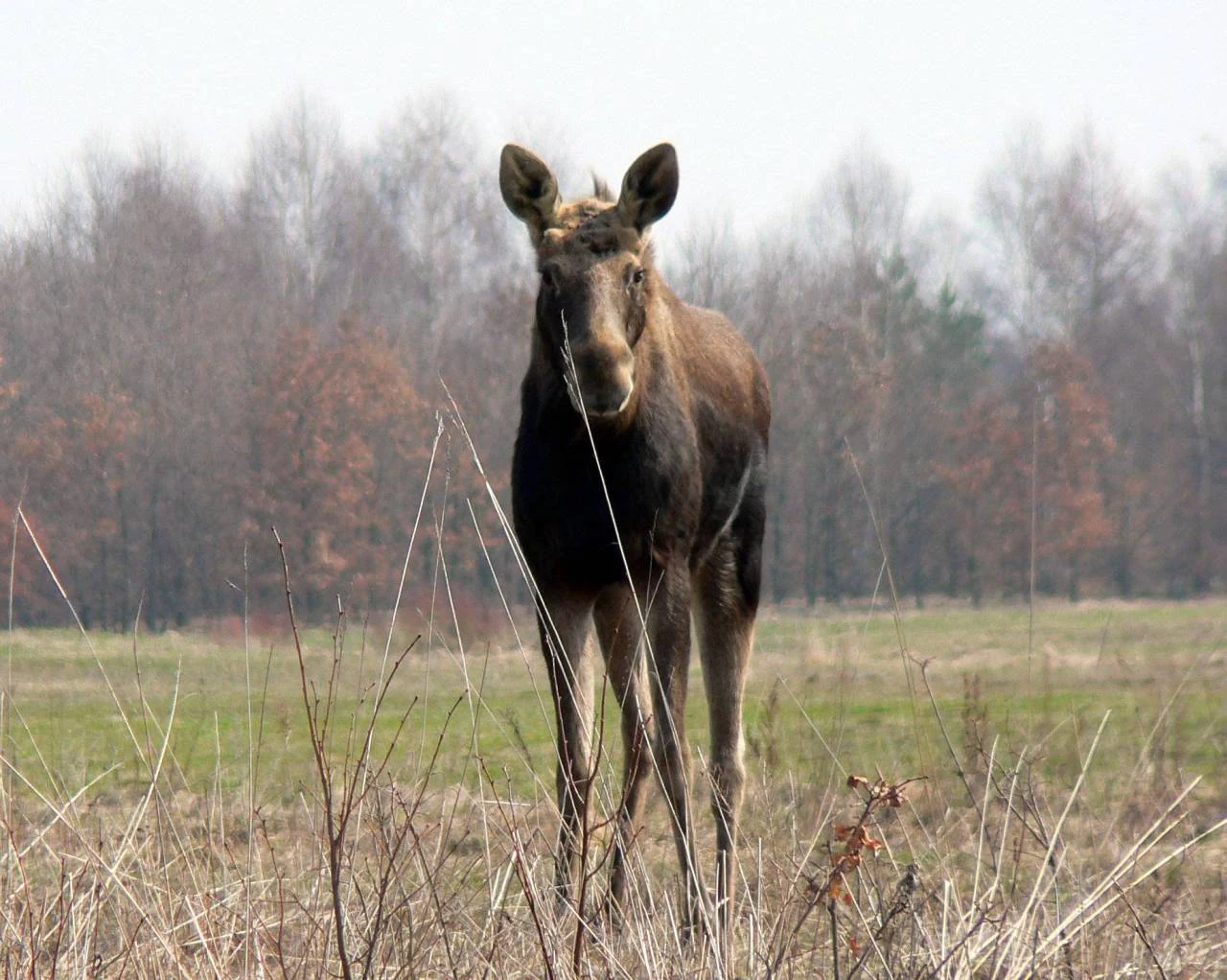 Un alce joven de pie en un prado con un bosque de fondo en el Parque Nacional de Kampinos.