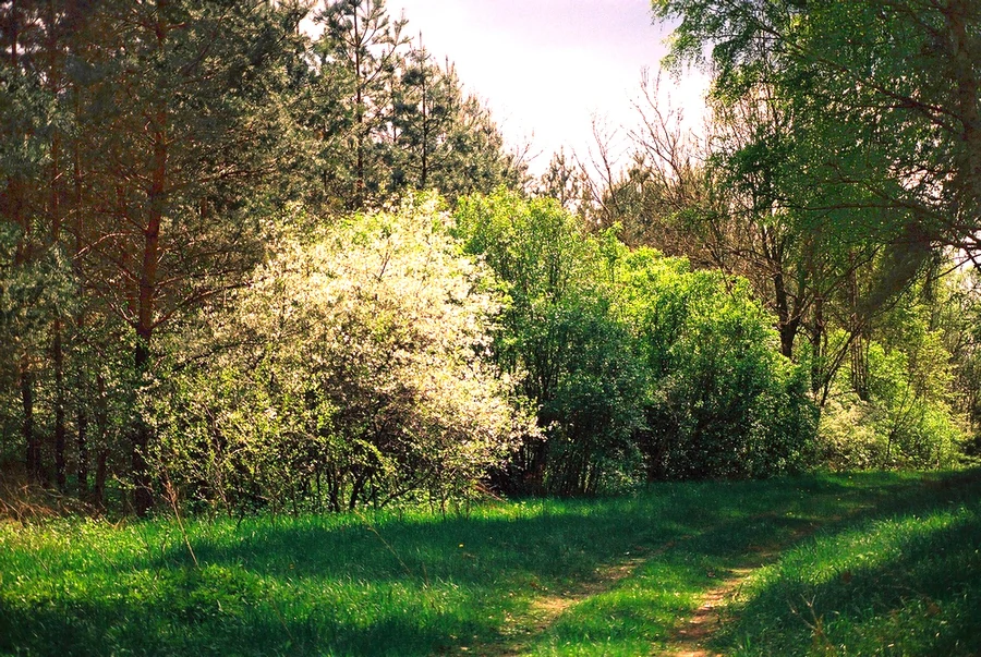 Un sendero de tierra serpentea hacia un frondoso paisaje boscoso con un árbol en flor de flores blancas en primer plano y altos pinos al fondo durante un brillante día de primavera.