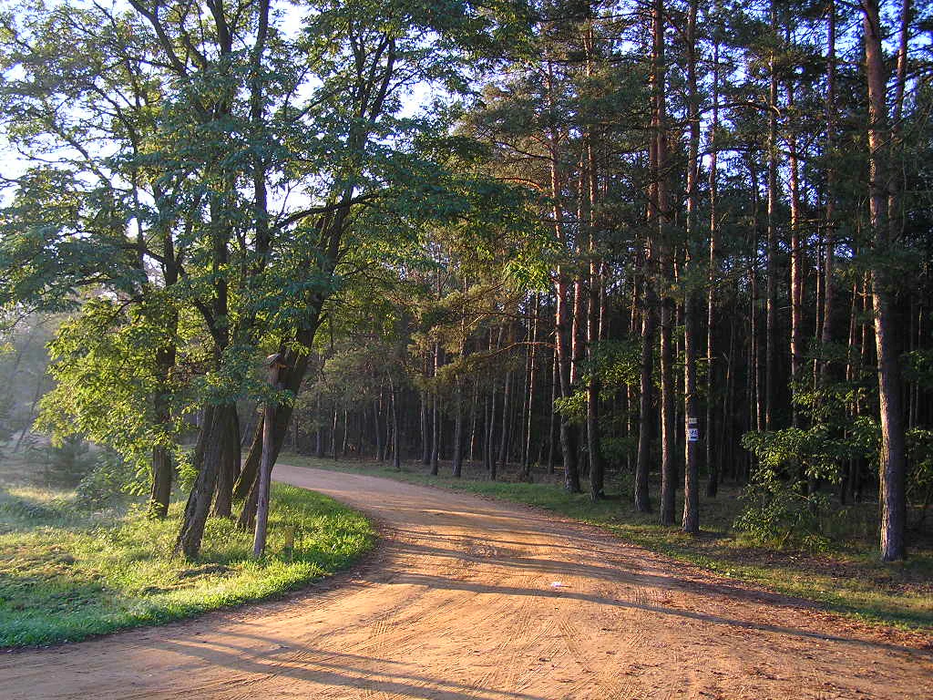 Un sendero forestal de tierra serpentea a través de un bosque mixto de árboles caducifolios y pinos, iluminado por la suave luz de la mañana.